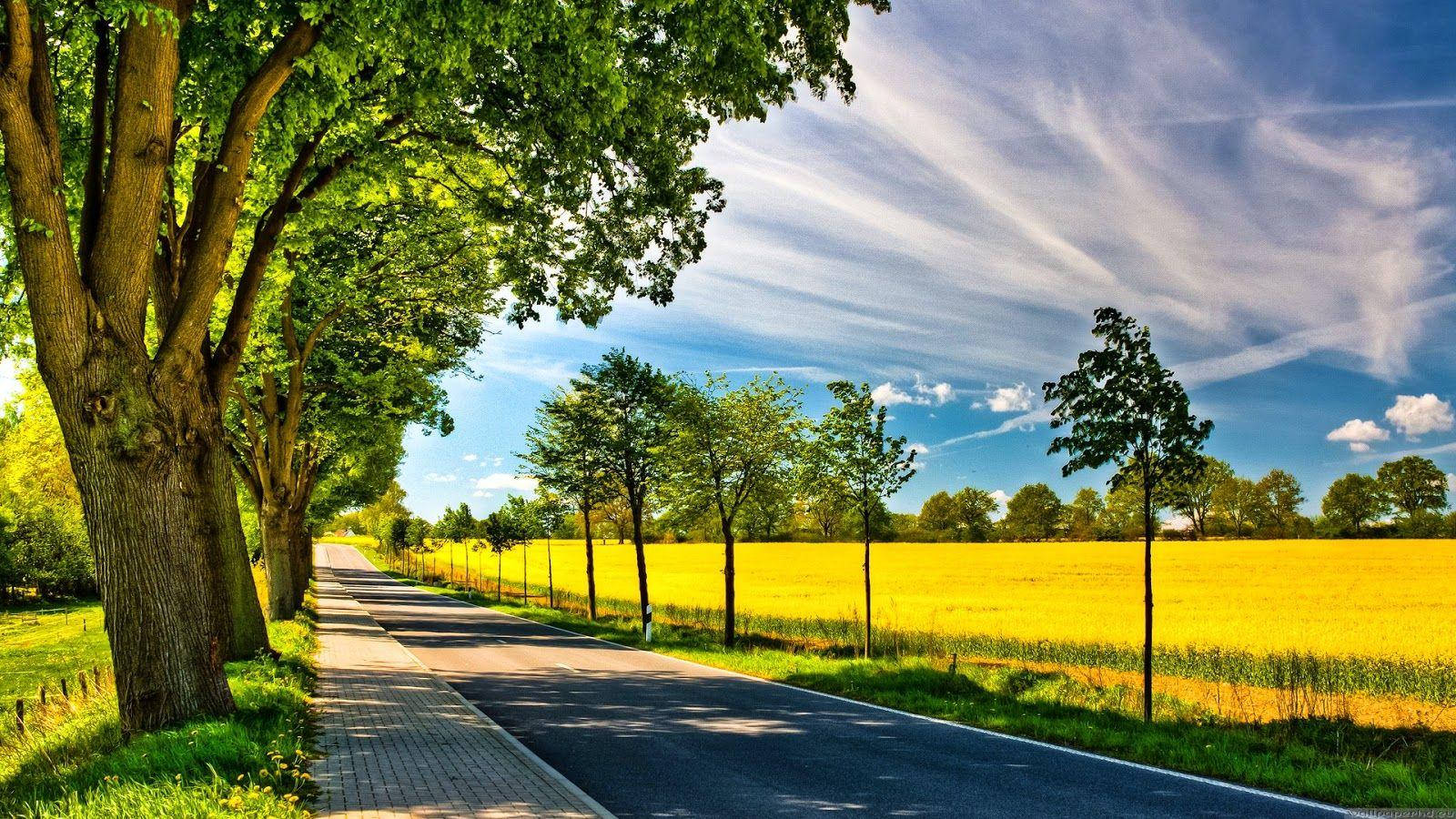 夏日午間時光 壁紙 — 一條蜿蜒的道路穿過充滿活力的黃色田野，在明亮的藍天下有縷縷白雲。