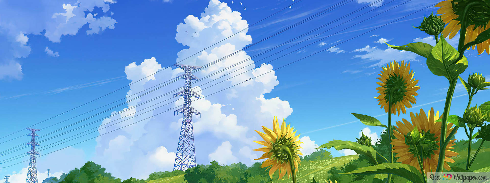 藍天下田野中的向日葵，有電線和雲朵