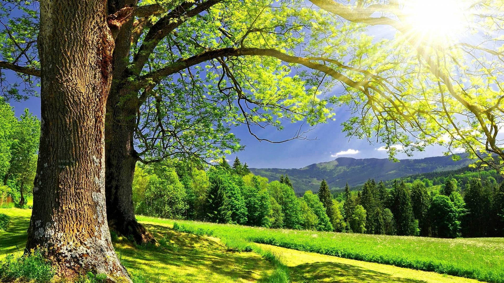 陽光明媚的草地上有一棵大樹，背景是山脈。 — 夏季 壁紙