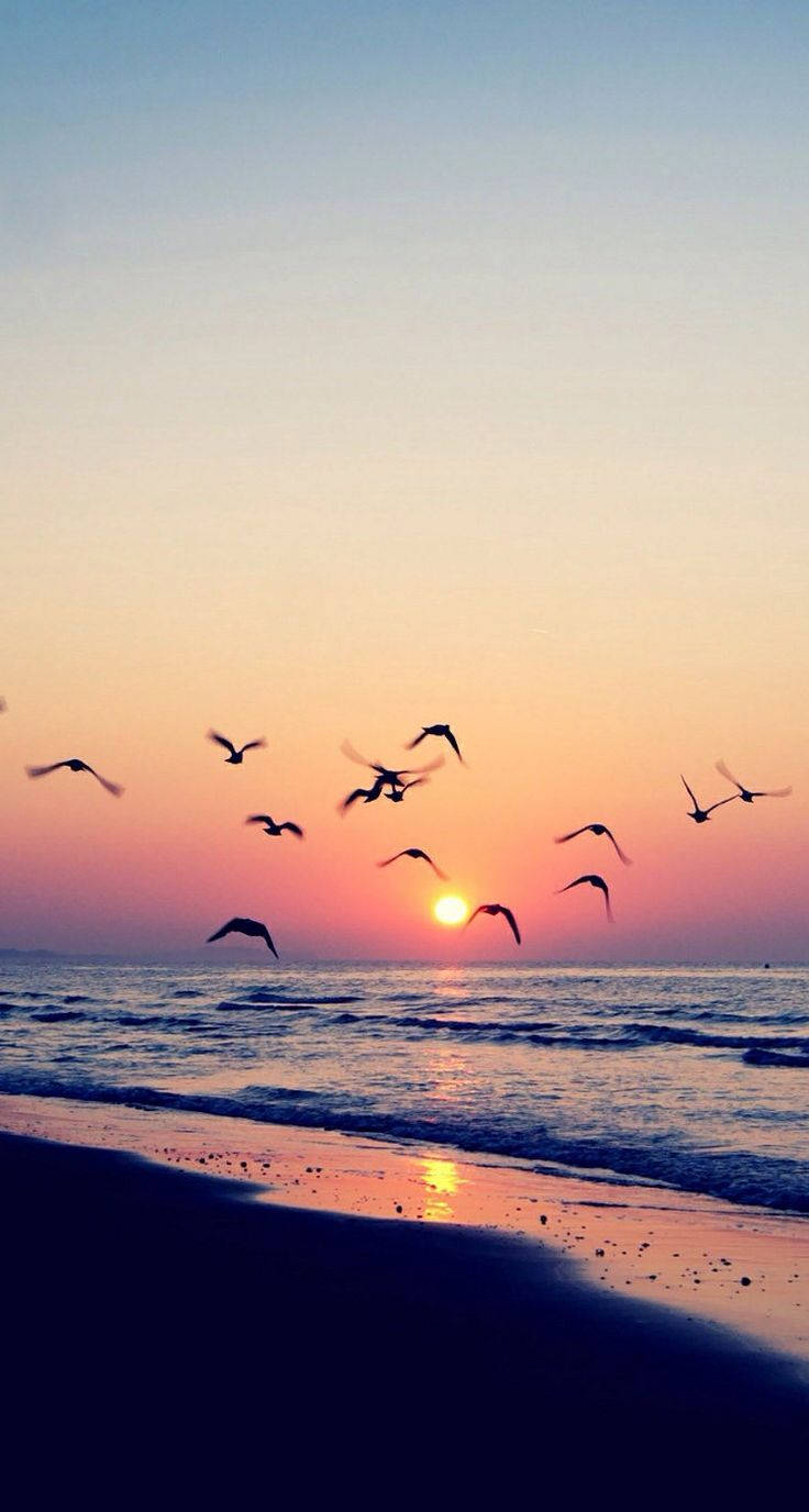 鳥兒在日落時分飛越海洋，天空色彩鮮豔，海浪平靜。