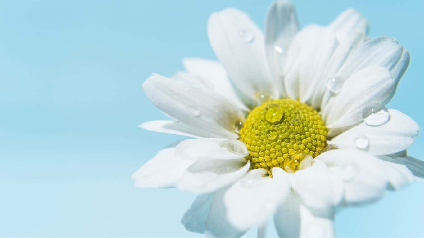 夏日晴空下的雛菊花田 壁紙 — 白色雛菊的特寫，花瓣上閃爍著露珠，背景是柔和的藍天。