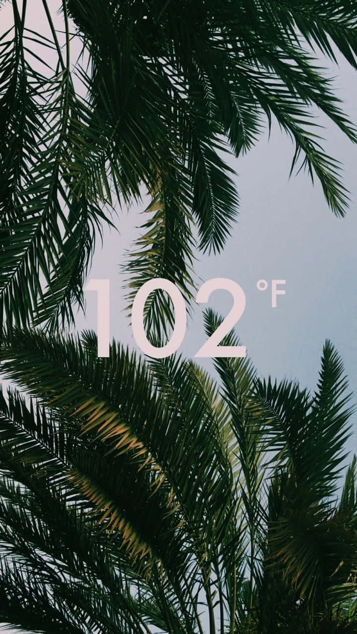 棕櫚葉上覆蓋 102°F 文字，表示極端高溫。