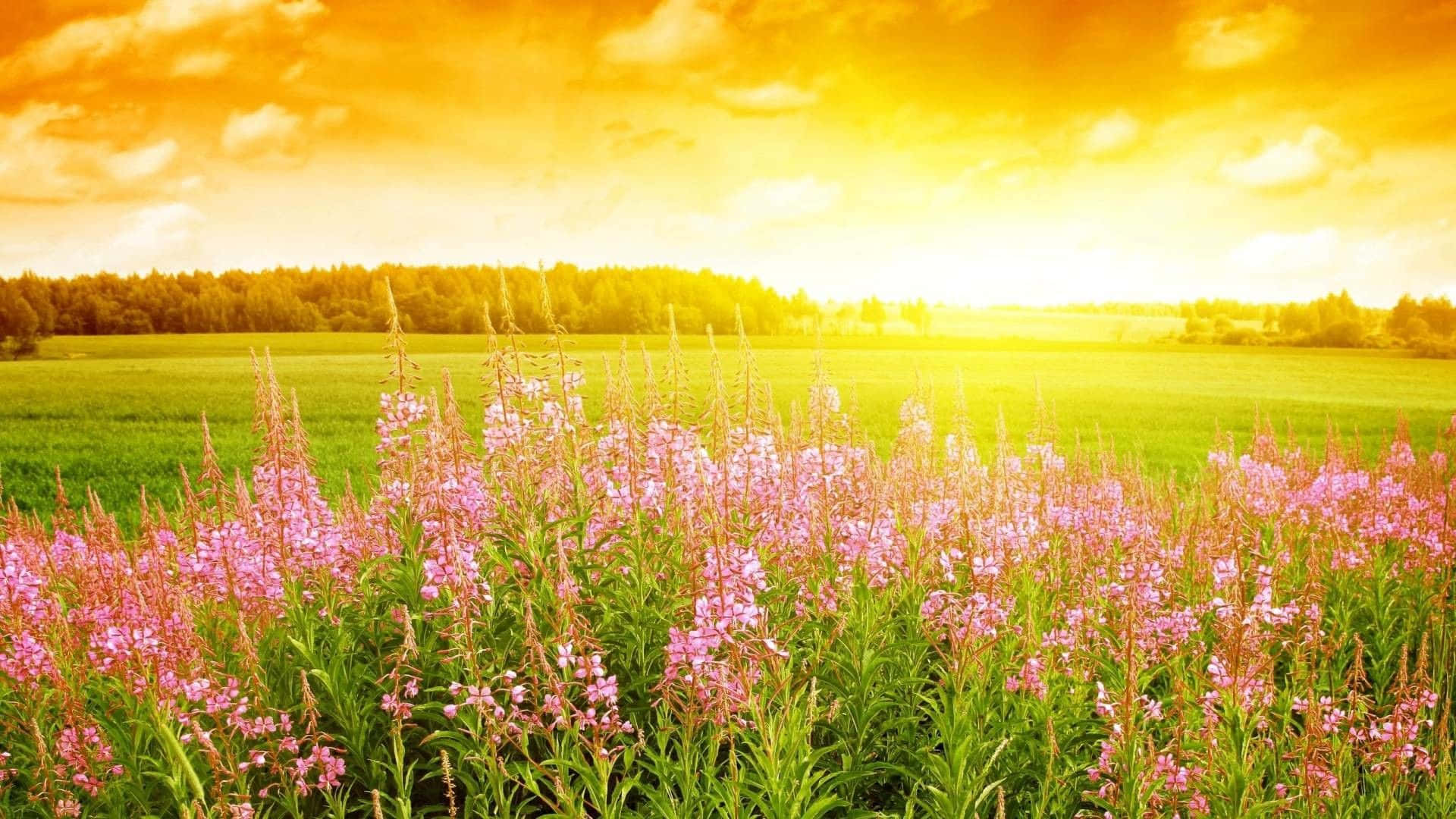 「夏日歡樂！」 壁紙 — 一片充滿活力的粉紅色野花在金色日落天空和散落的雲朵下搖曳。
