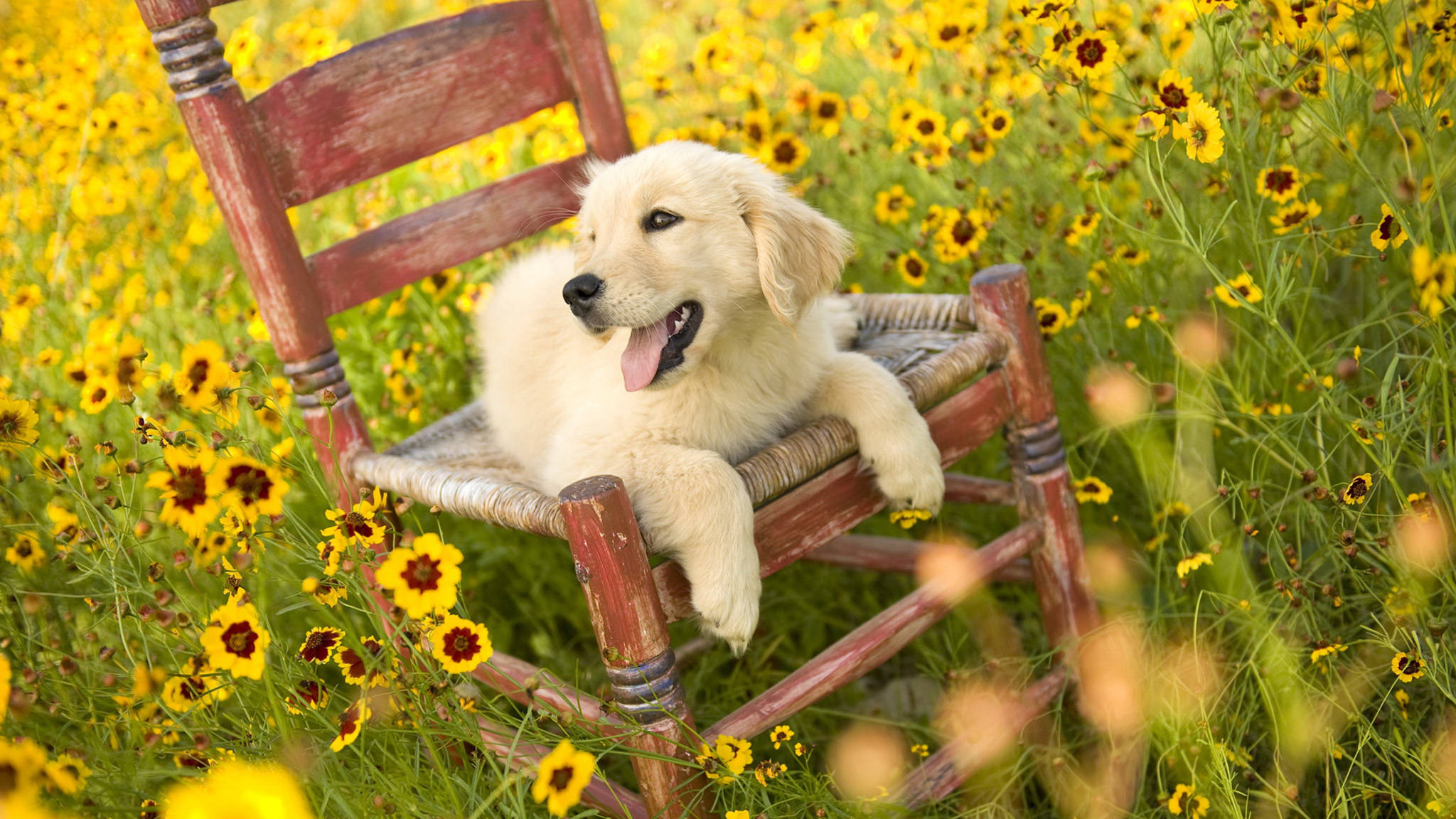 夏日沙田犬幼犬 壁紙 — 一隻毛茸茸的金毛尋回犬幼犬愉快地躺在一張風化的木搖椅上，周圍是充滿活力的黃色花田。
