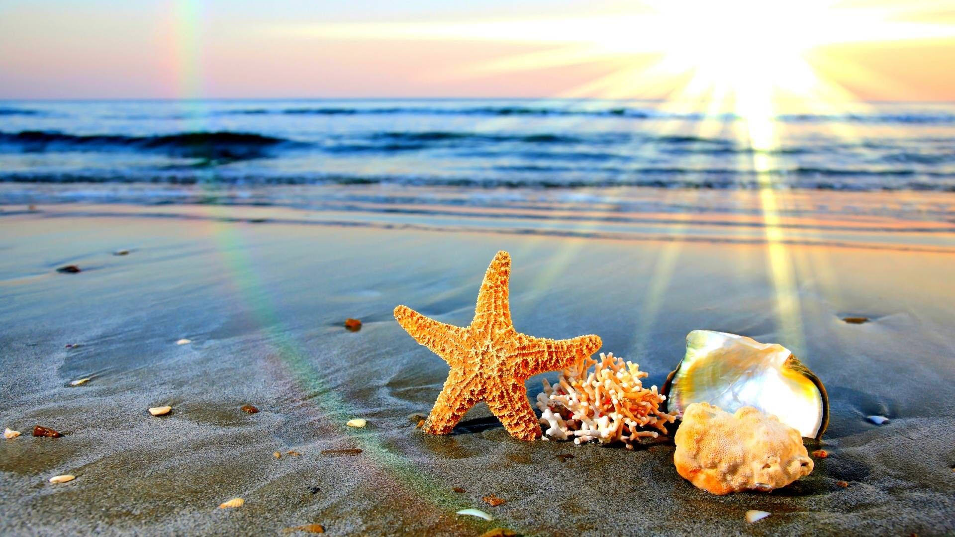 金色夕陽與彩虹下，濕沙灘上的海星和貝殼。