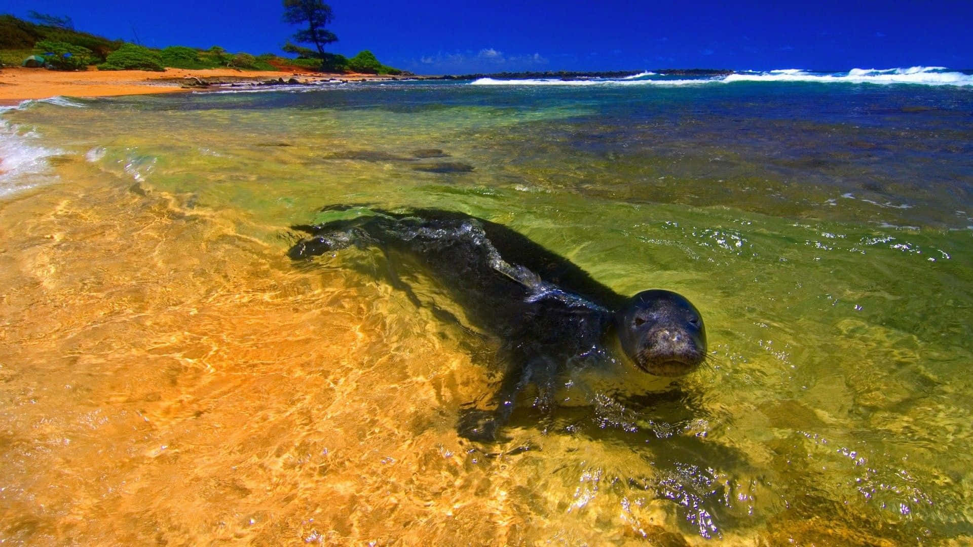 夏日海灘上的可愛海獅 壁紙 — 一隻好奇的海豹寶寶從清澈的碧綠海水中浮出，來到金色的沙灘上，天空湛藍。