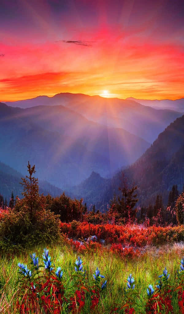 夏日海灘的美景 壁紙 — 夕陽穿透山峰，照耀在紅藍野花盛開的原野上。