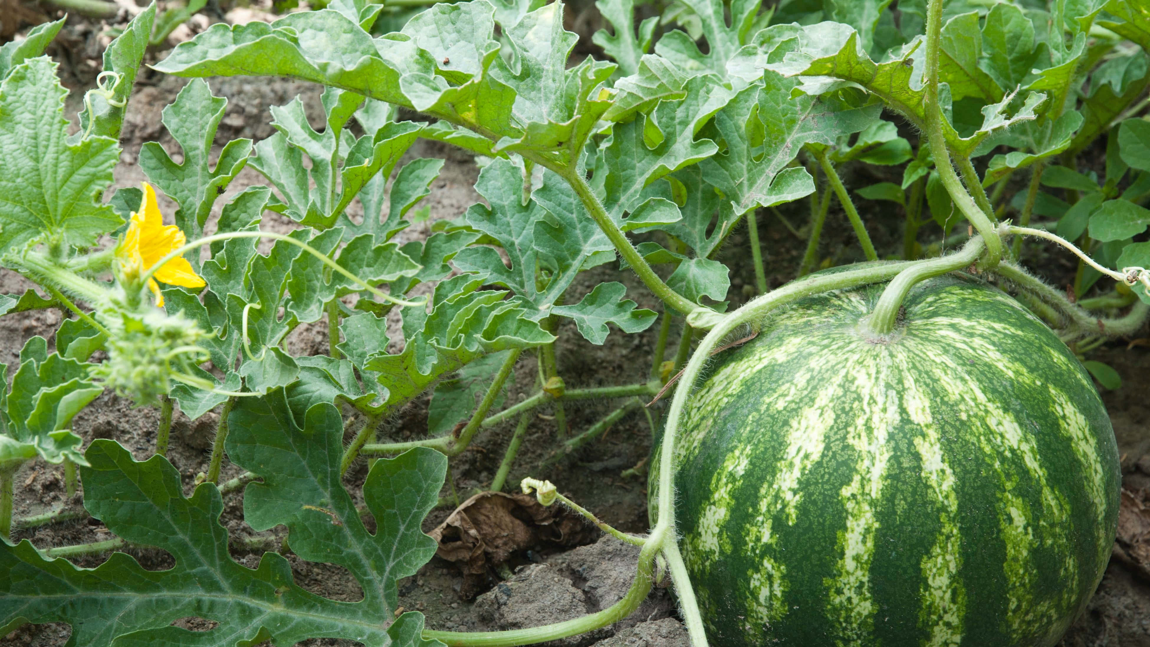 夏日的清新切片 壁紙 — 一個成熟的條紋西瓜在陽光明媚的花園苗床中，生長在茂密的綠葉和鮮黃色的花朵之間。