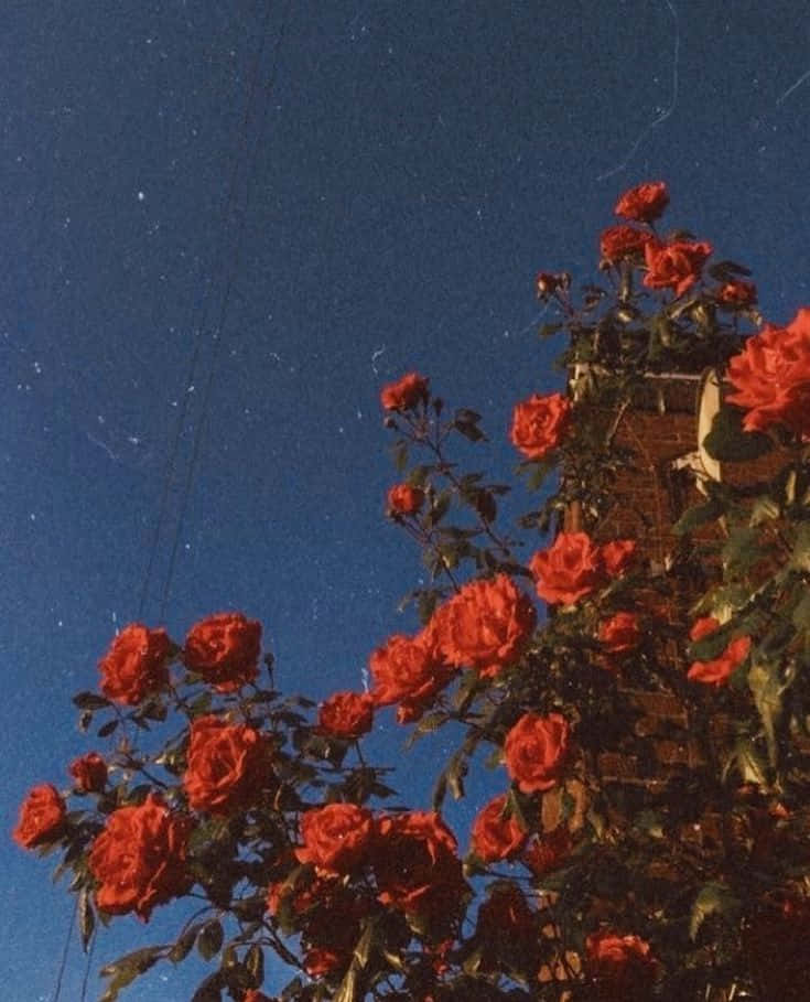 紅玫瑰在星空下攀爬磚牆。