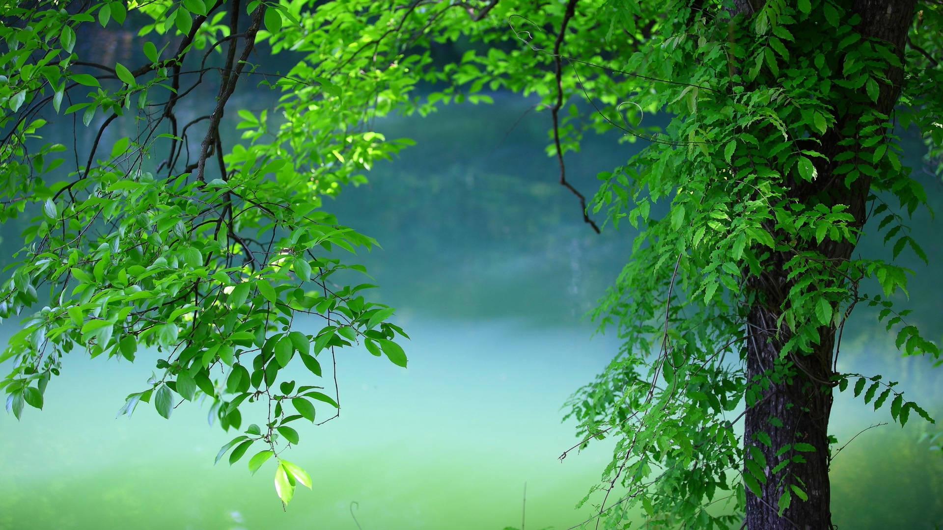 綠色樹枝框住了一個霧氣瀰漫的湖泊，在平靜的森林早晨。
