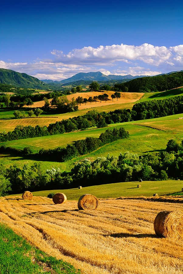 夏日美麗的大地風景 壁紙 — 金黃色的起伏田野點綴著乾草捆，在明亮的藍天和白雲下延伸至遠方的綠色山丘。