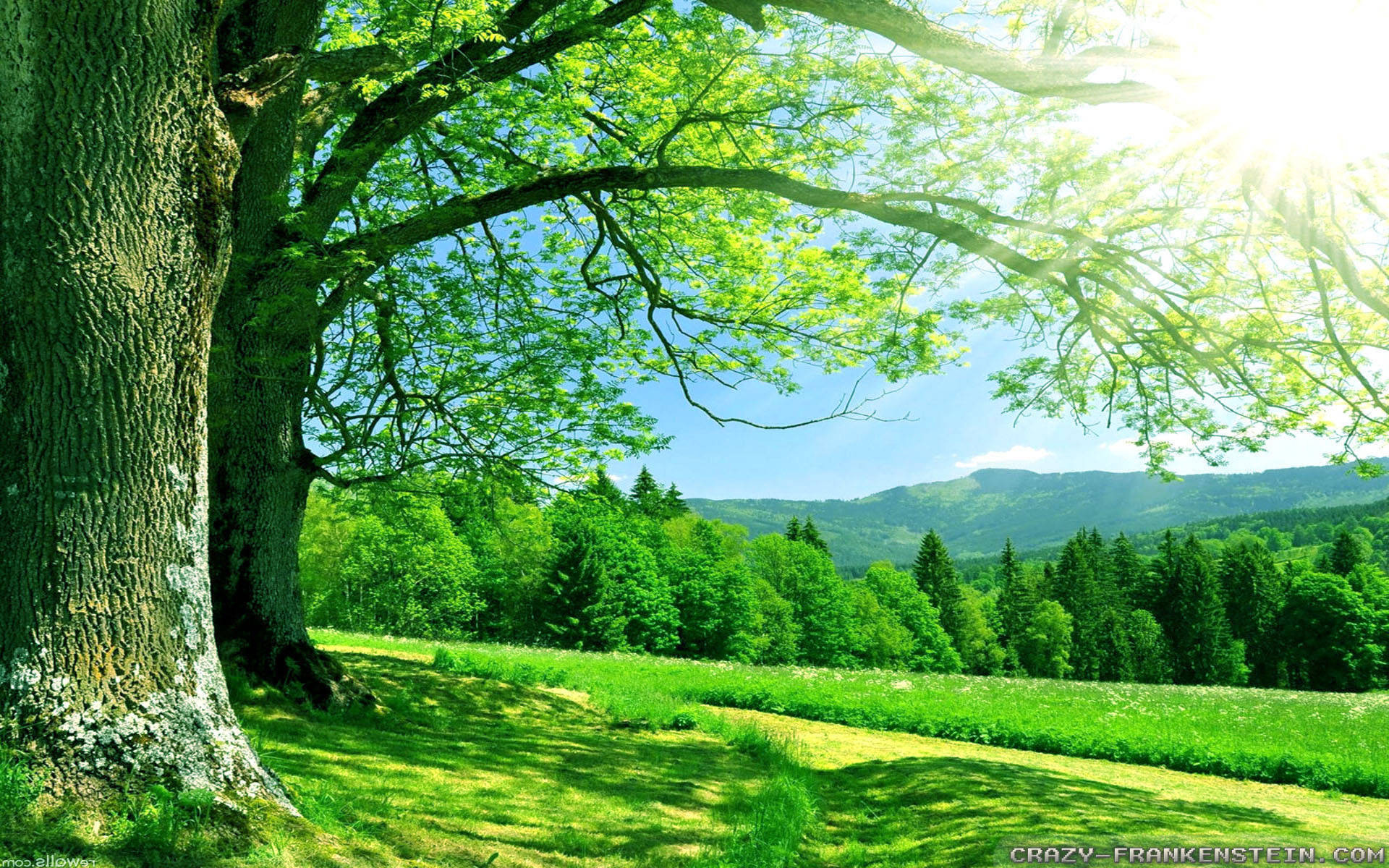 夏日翠綠森林自然風景 壁紙 — 一棵雄偉的古樹，枝葉繁茂，框住了一片陽光普照的草地，背景是晴朗的藍天和遠處的森林覆蓋的山丘。