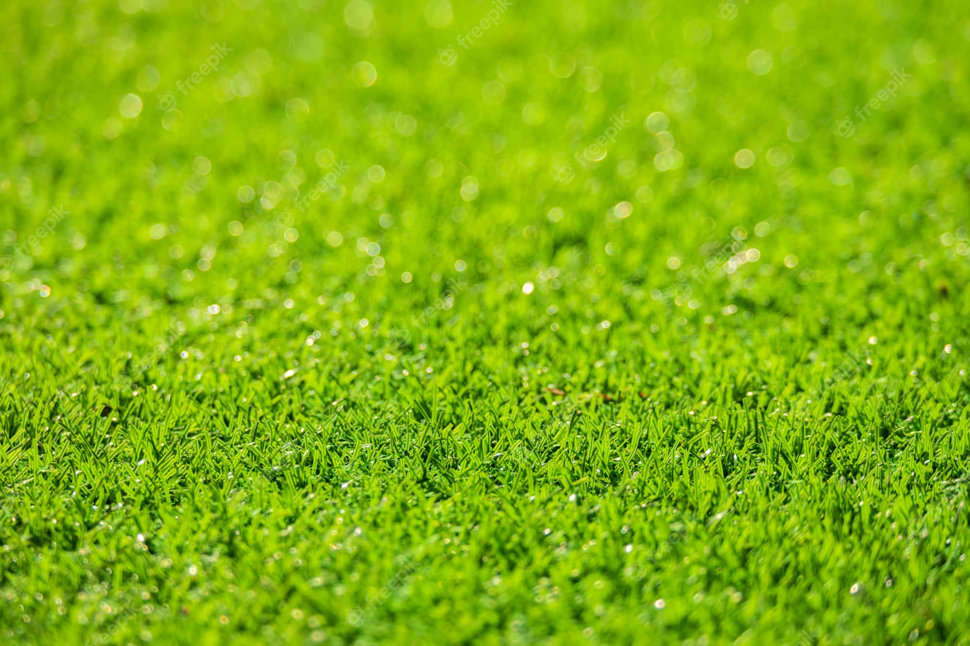 夏日陽光下的翠綠草地 壁紙 — 充滿活力的綠色草葉在明亮的陽光下閃爍著露珠，背景營造出柔和的散景效果。