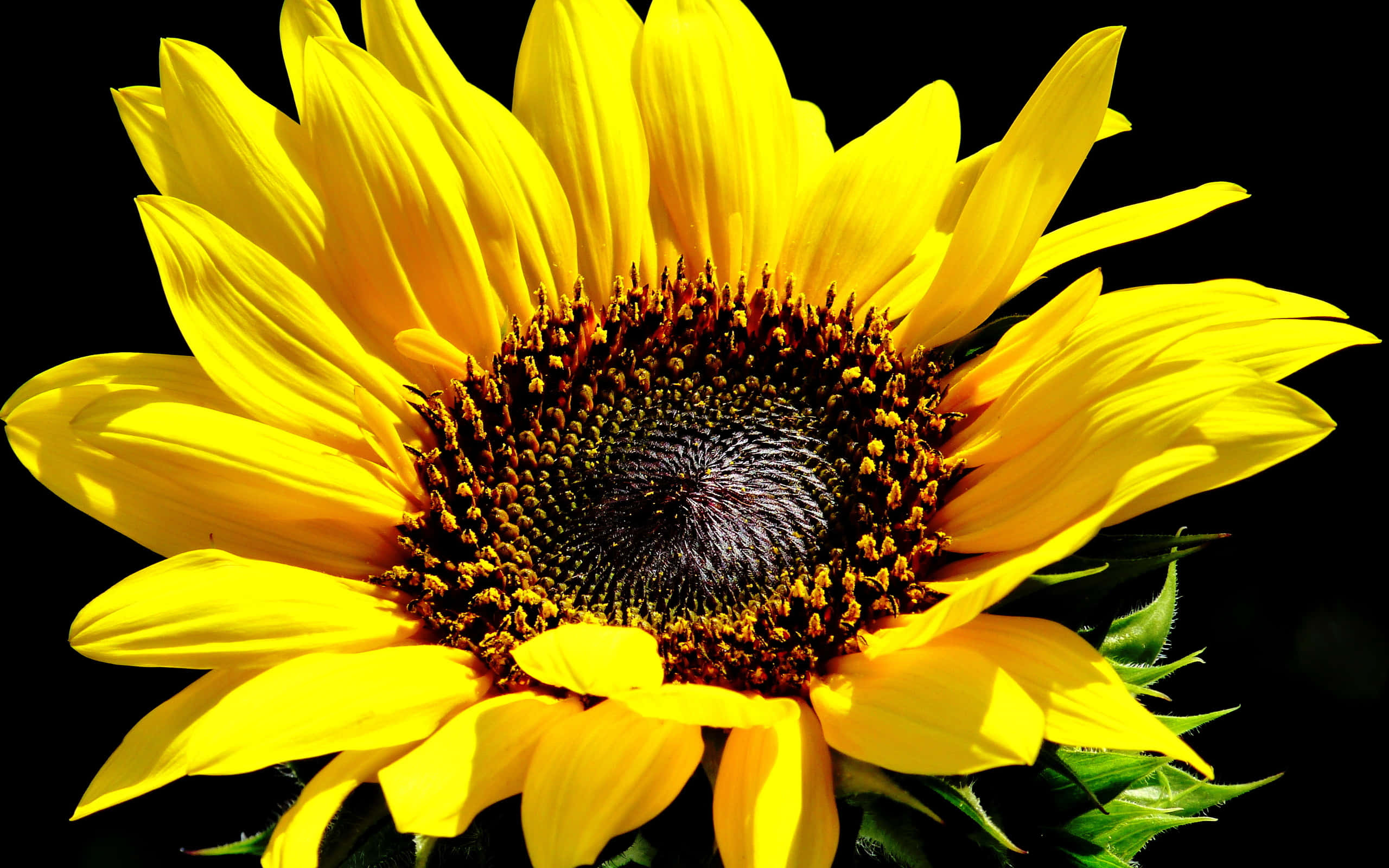 夏日陽光下盛開的金色向日葵 壁紙 — 一朵充滿活力的向日葵，擁有鮮黃色的花瓣和深色的花心，在純黑背景上綻放。