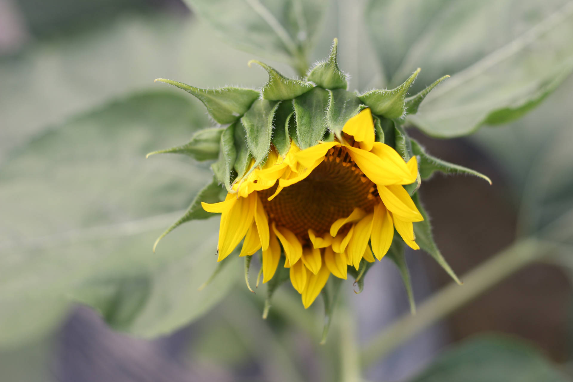 花園中一朵花瓣下垂、綠色花萼的向日葵。