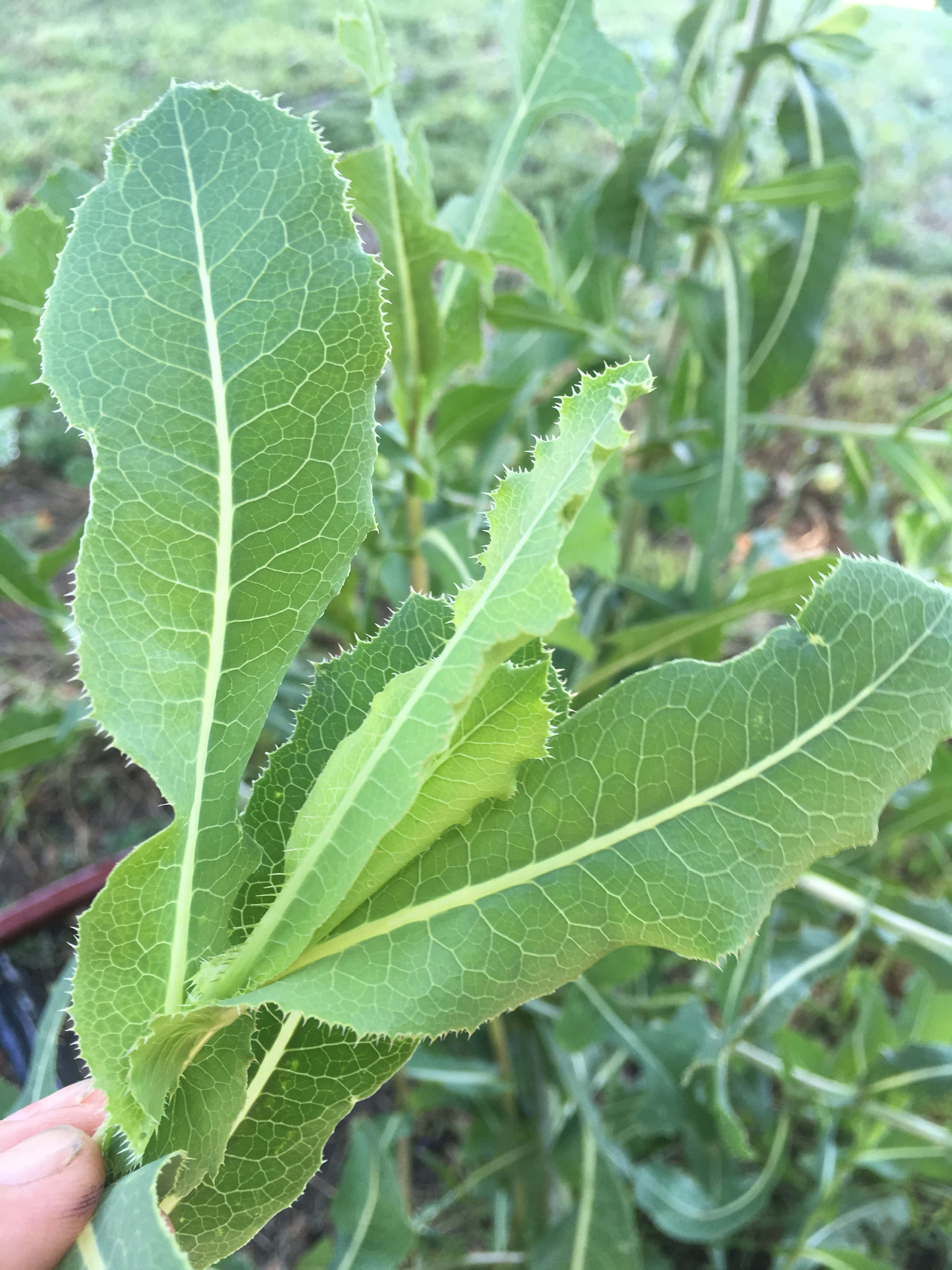 夏日陽光下閃耀的野生萵苣田 壁紙 — 一張特寫照片，一隻手拿著一片充滿活力的綠色葉子，葉緣呈鋸齒狀，葉脈清晰可見，背景是模糊的花園。