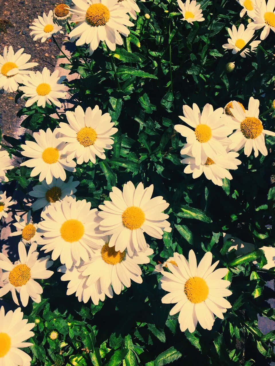 帶有黃色花心的白色雛菊，生長在陽光充足的花園角落。