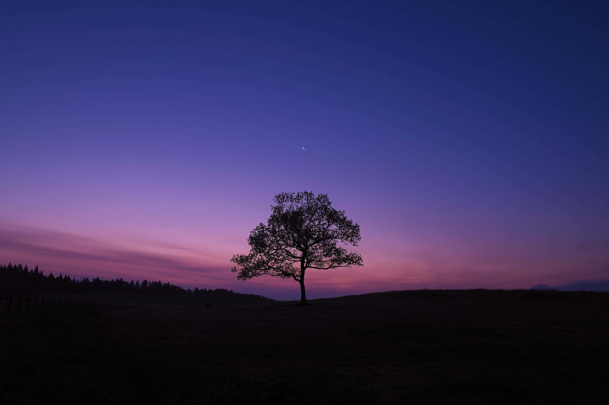 夕照下的孤樹 壁紙 — 一棵孤獨的樹在深紫色和粉紅色的暮色天空襯托下形成剪影，一彎新月懸掛在上方。