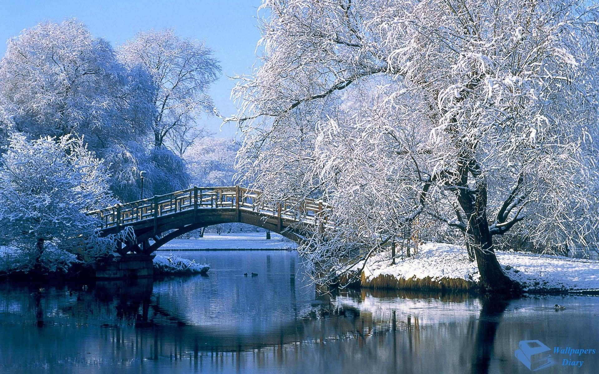 白雪覆蓋的樹木環繞著一座木橋，橫跨平靜的河流，在晴朗的冬日裡。