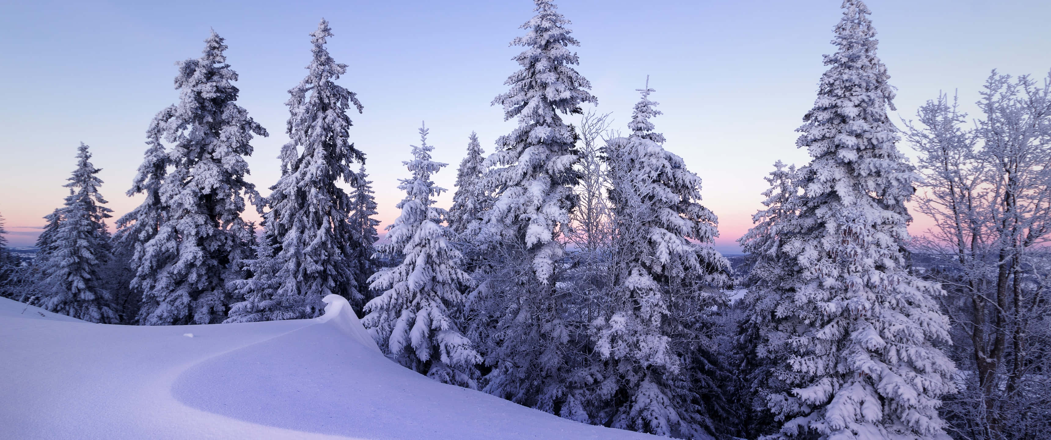 夕陽下的雪覆森林 壁紙 — 白雪覆蓋高大的松樹，在柔和的紫色和粉紅色暮色天空下。