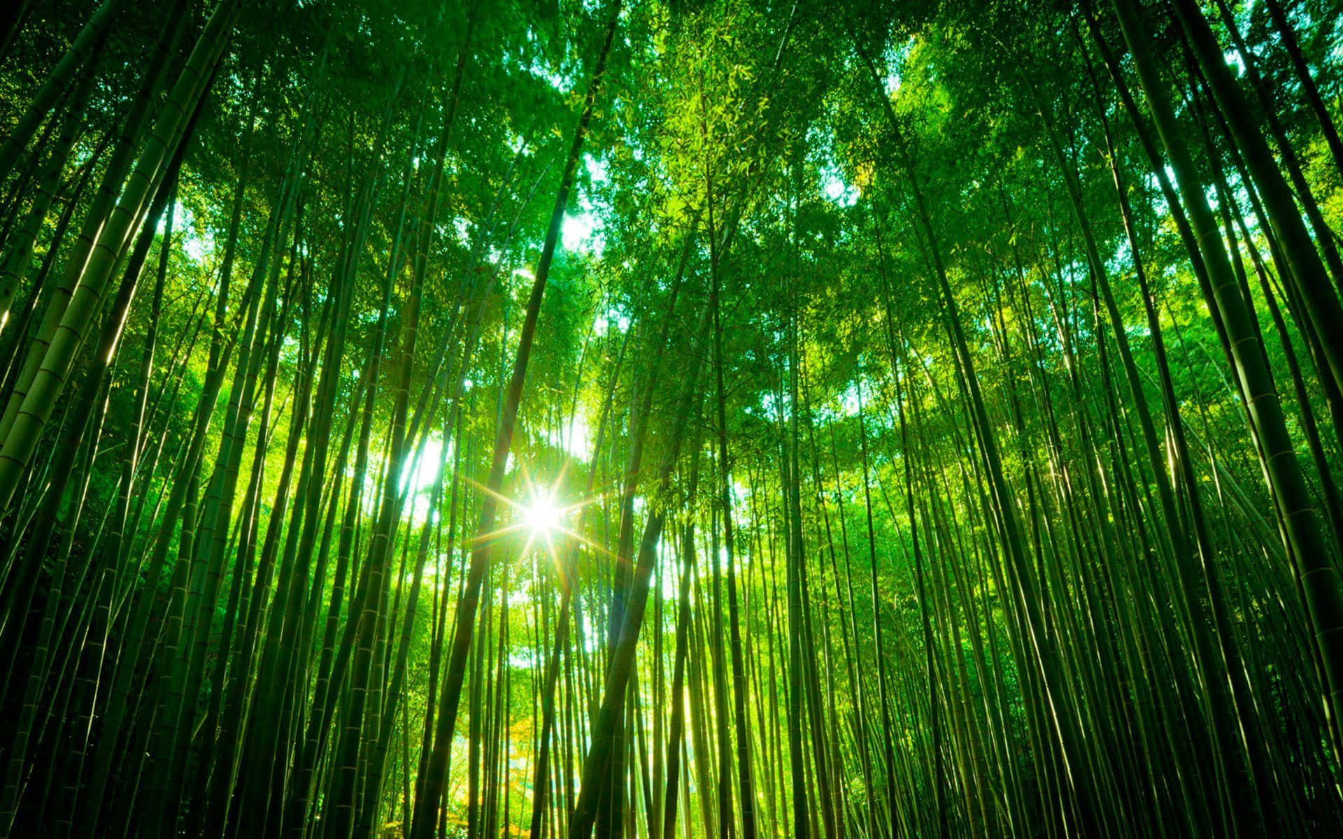 夕陽下的高竹田 壁紙 — 陽光穿透茂密的竹林，在高聳的綠色竹莖之間投射出耀眼的光芒。