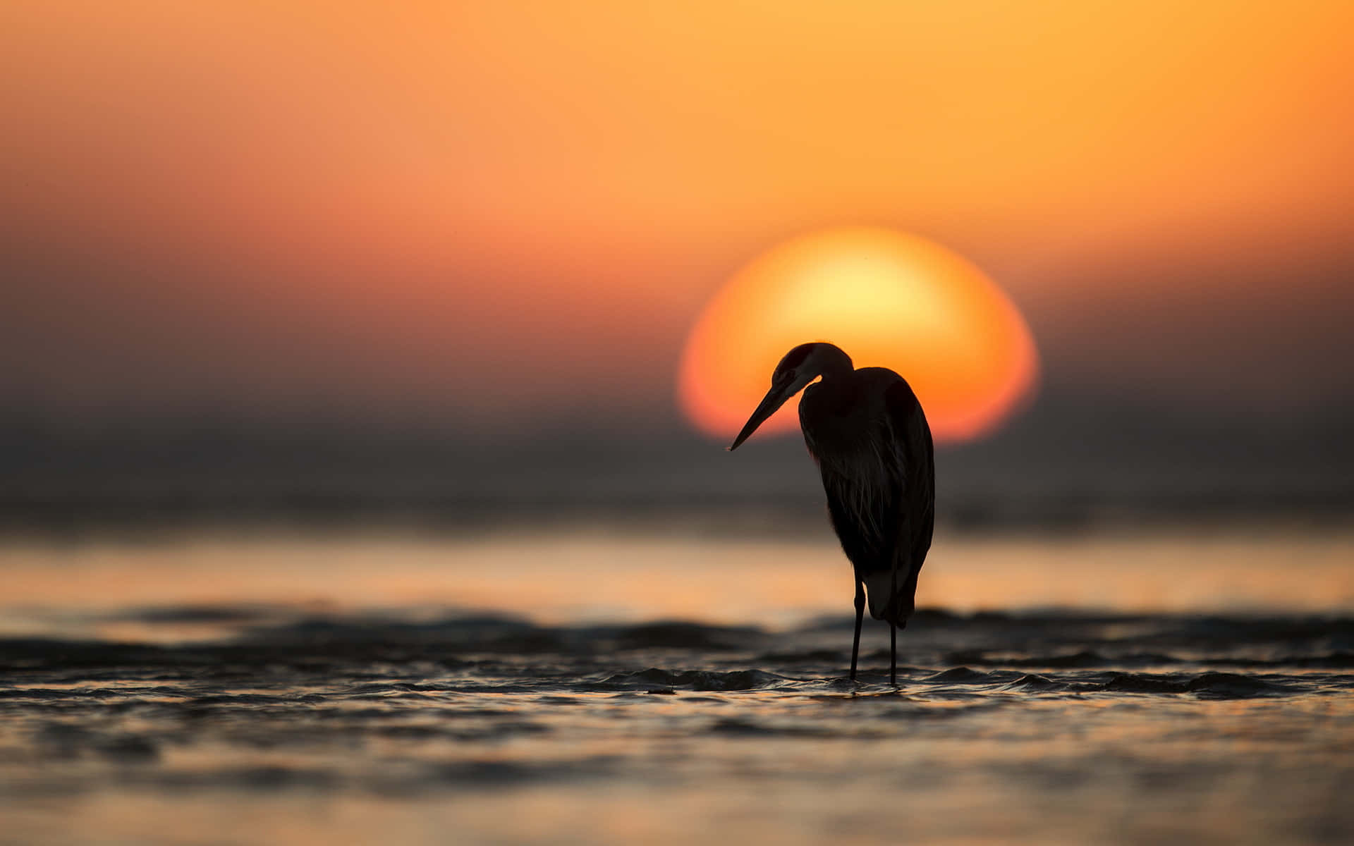 夕陽下的鷺鳥剪影 壁紙 — 一隻蒼鷺站在淺水中，背後夕陽散發溫暖的橙色光芒，形成剪影。