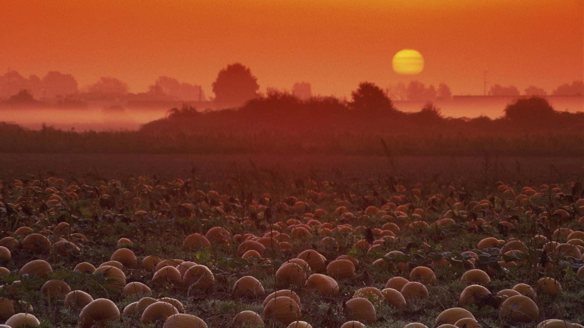 夕陽南瓜田背景 壁紙 — 霧氣瀰漫的黎明，南瓜田上，一輪發光的橙色太陽從剪影般的樹木後升起。