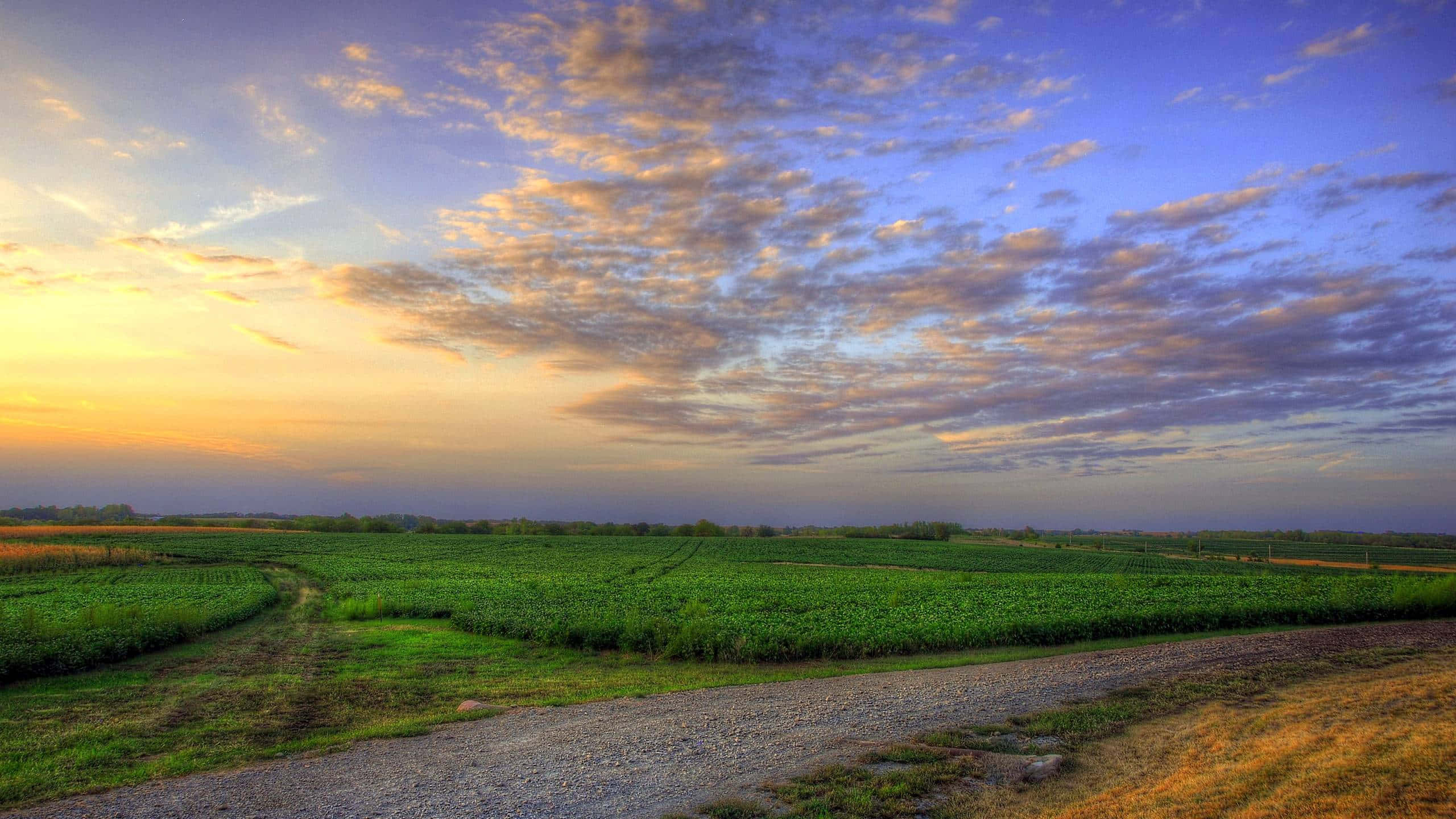 夕陽土路草地與天空背景 壁紙 — 一條碎石路蜿蜒穿過充滿活力的綠色田野，上方是金黃色和紫色雲彩繪成的戲劇性日落天空。