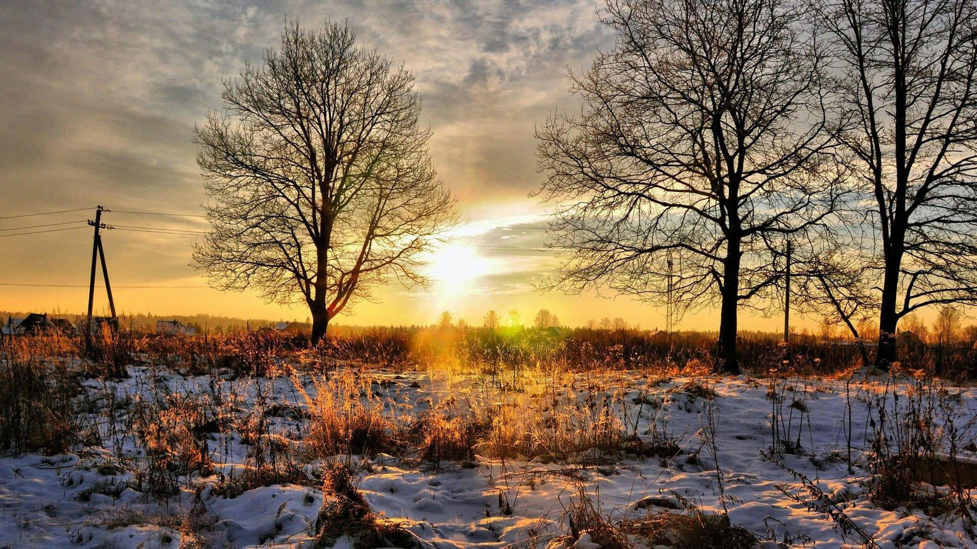 Winter Sun 桌布 壁紙 — 夕陽在光禿的樹木後方溫暖地發光，在雪地上投下長長的影子，乾草從中探出頭來。