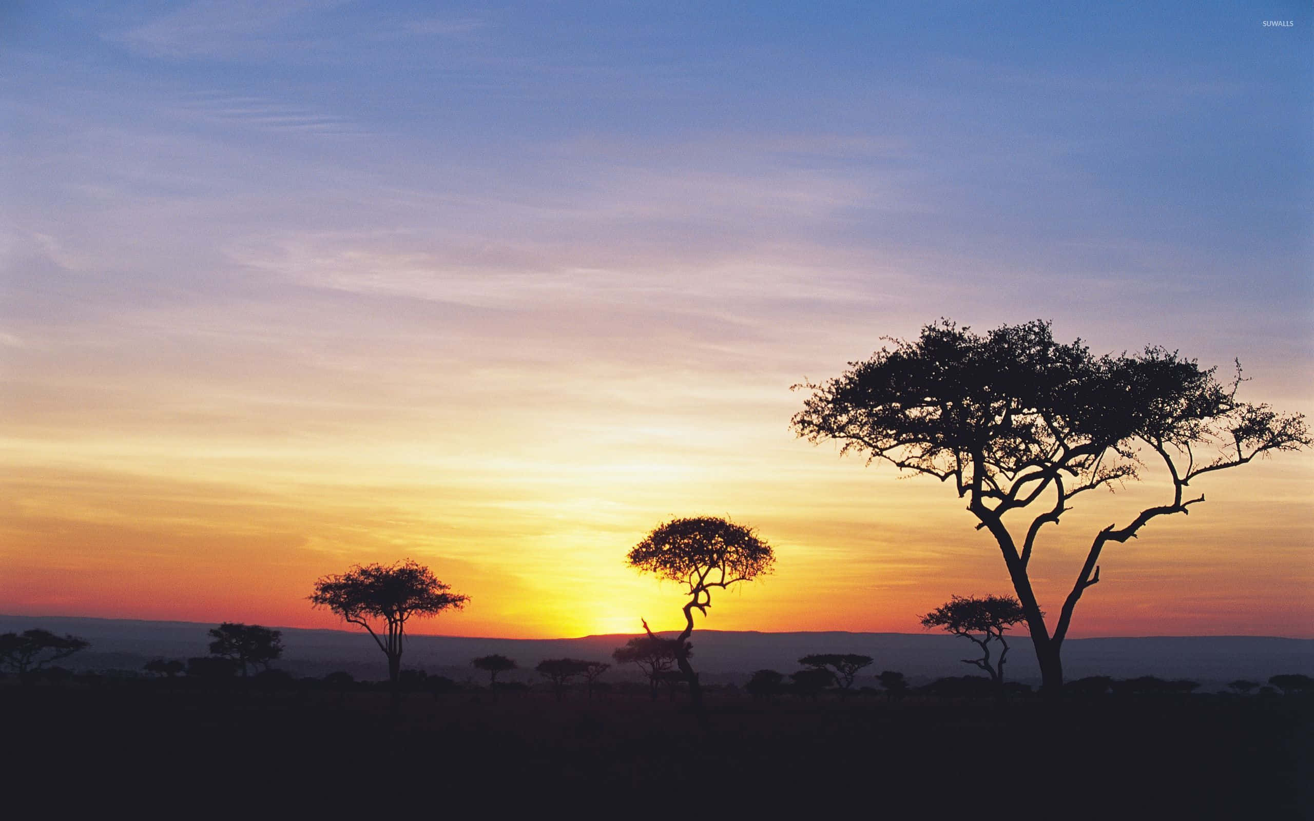 夕陽天際線叢林背景 壁紙 — 剪影般的金合歡樹聳立在廣闊的非洲大草原上，映襯著融合橙、黃、紫色調的鮮豔日落天空。