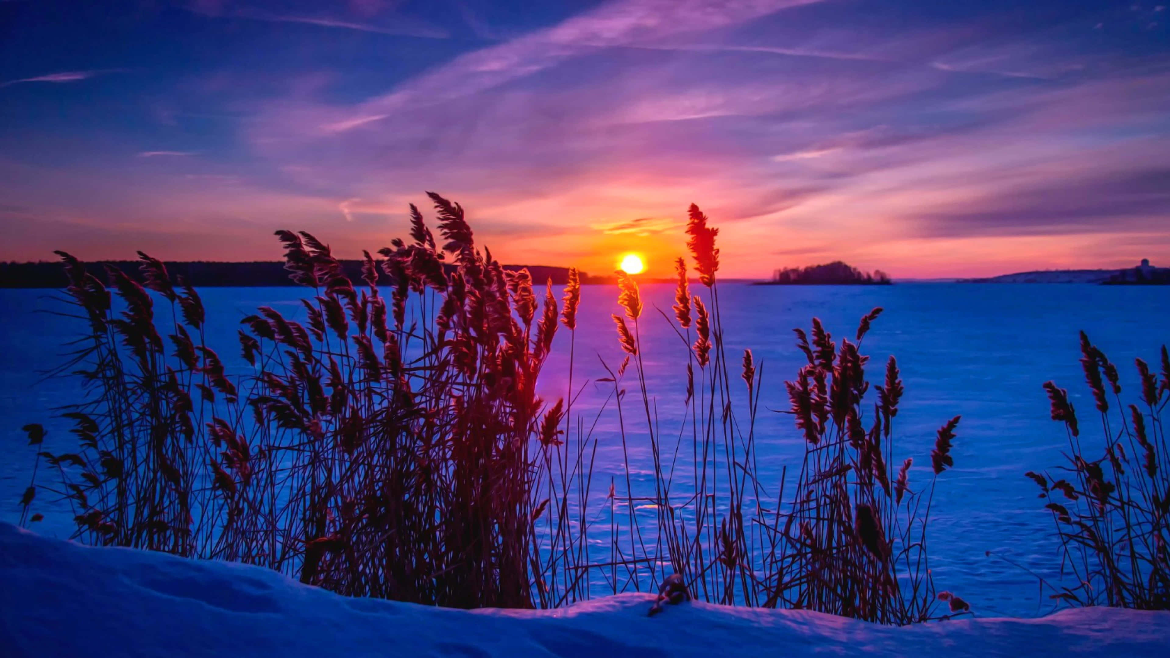 Winter Sun 桌布 壁紙 — 夕陽將冰凍的湖泊染成火熱的橙色和深紫色，前景中沾滿雪的蘆葦搖曳著。