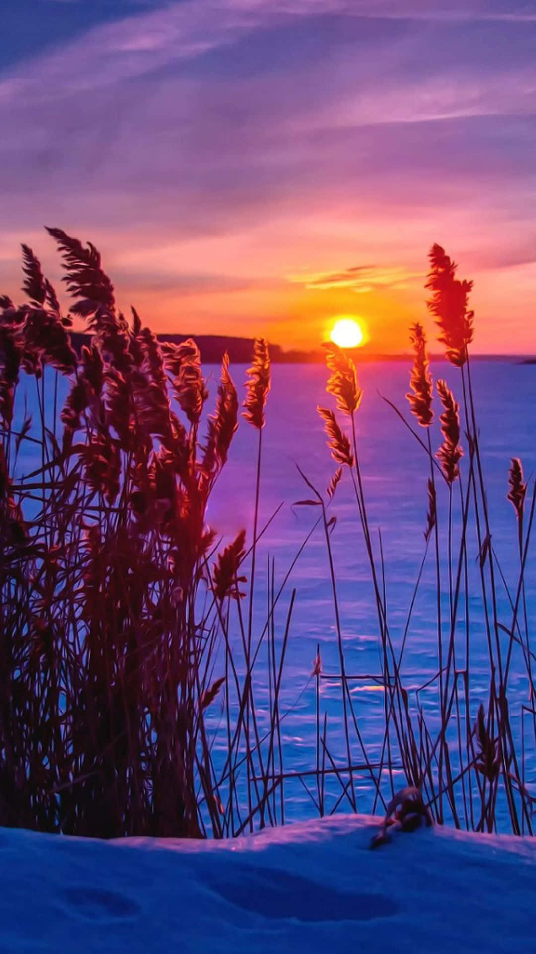 Winter Sunset 桌布 壁紙 — 夕陽將天空染成橙色和紫色，蘆葦在冬日積雪下高高聳立於結冰的湖面上。