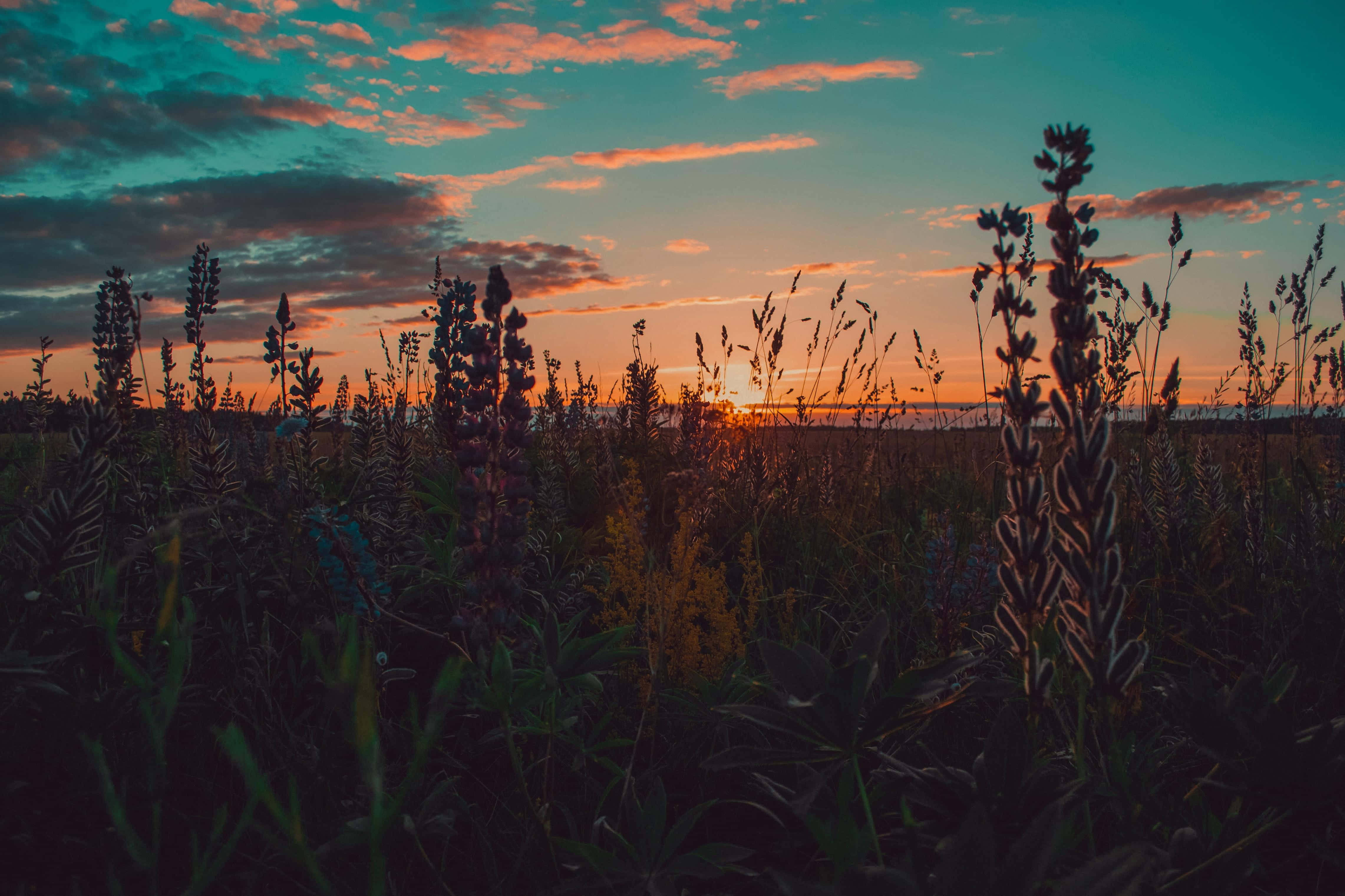 Sunset Landscape 桌布 壁紙 — 夕陽將天空染成火橙色和藍綠色，剪影般的野花在寧靜的草地上搖曳。