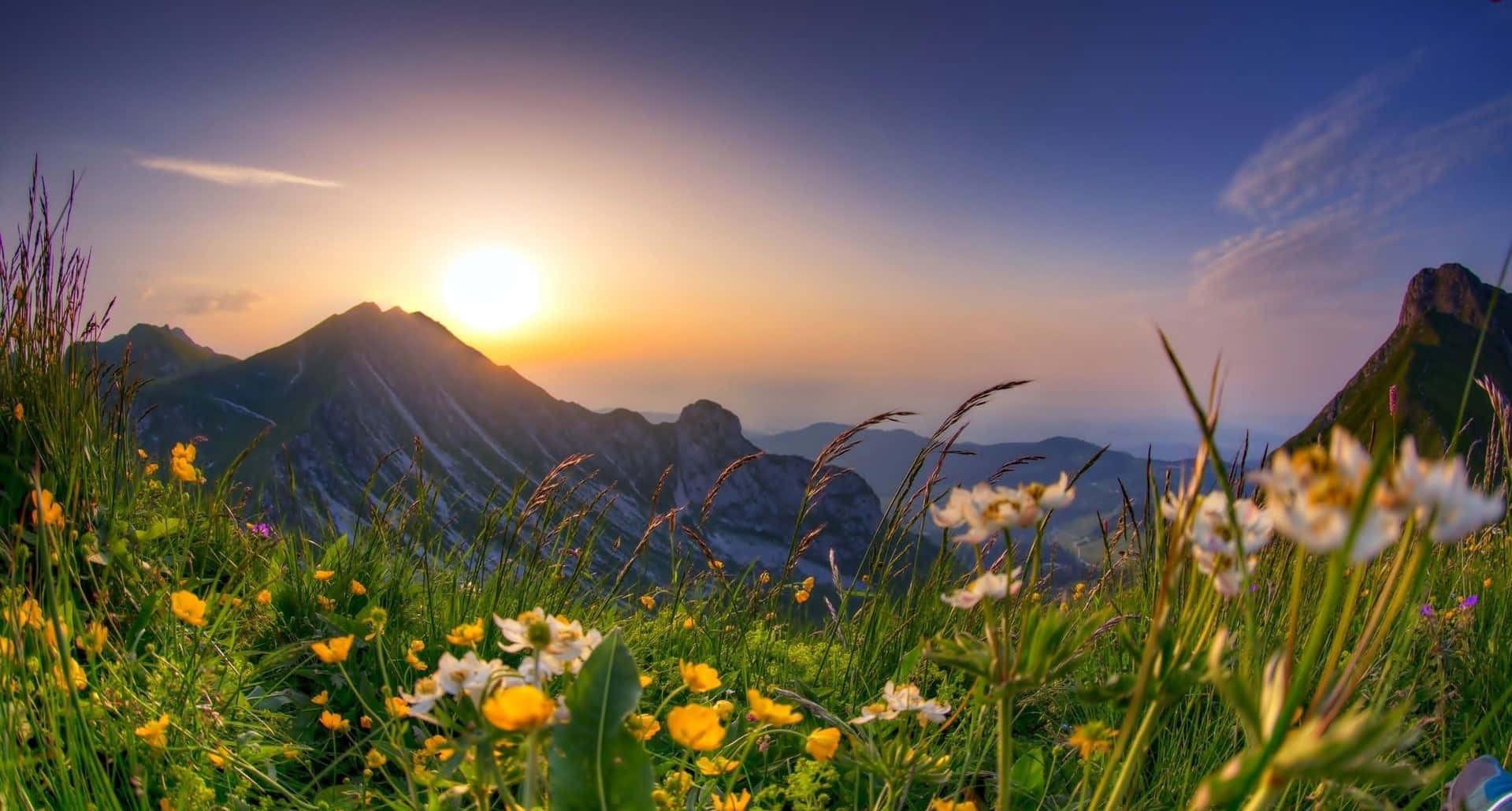 Spring Sunrise 桌布 壁紙 — 夕陽將崎嶇的山峰沐浴在金色的光芒中，前景中的野花和草隨風搖曳。