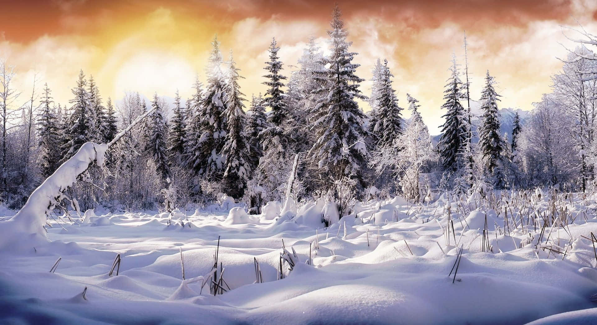 winter wonderland 桌布 壁紙 — 夕陽將白雪覆蓋的松樹林沐浴在溫暖的金色光芒中，在純淨的白色景觀上投下長長的影子。