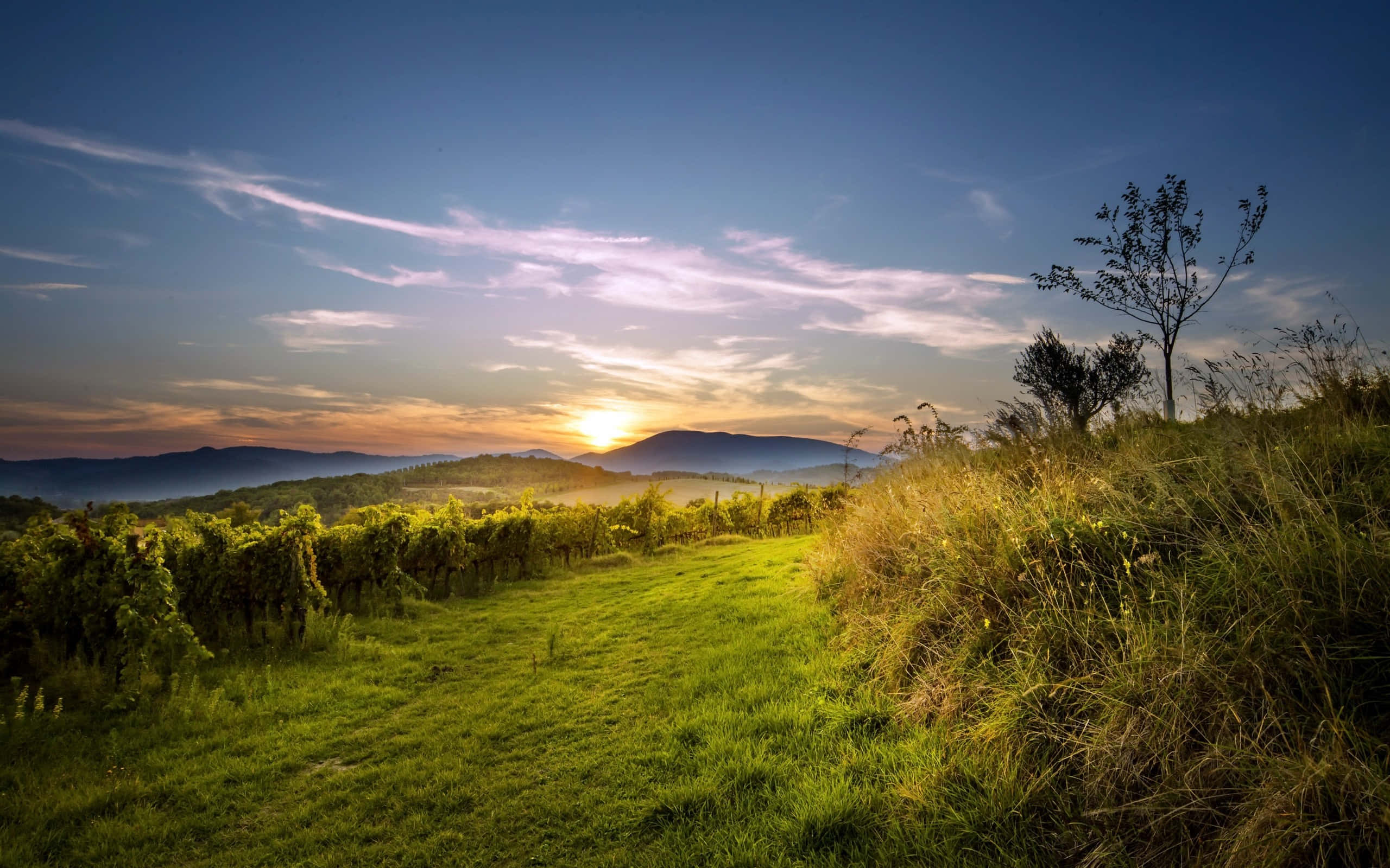 Nature Scenery 桌布 壁紙 — 夕陽將葡萄園小徑沐浴在金色光芒中，遠山在柔和藍天下漸漸消失在霧氣裡。