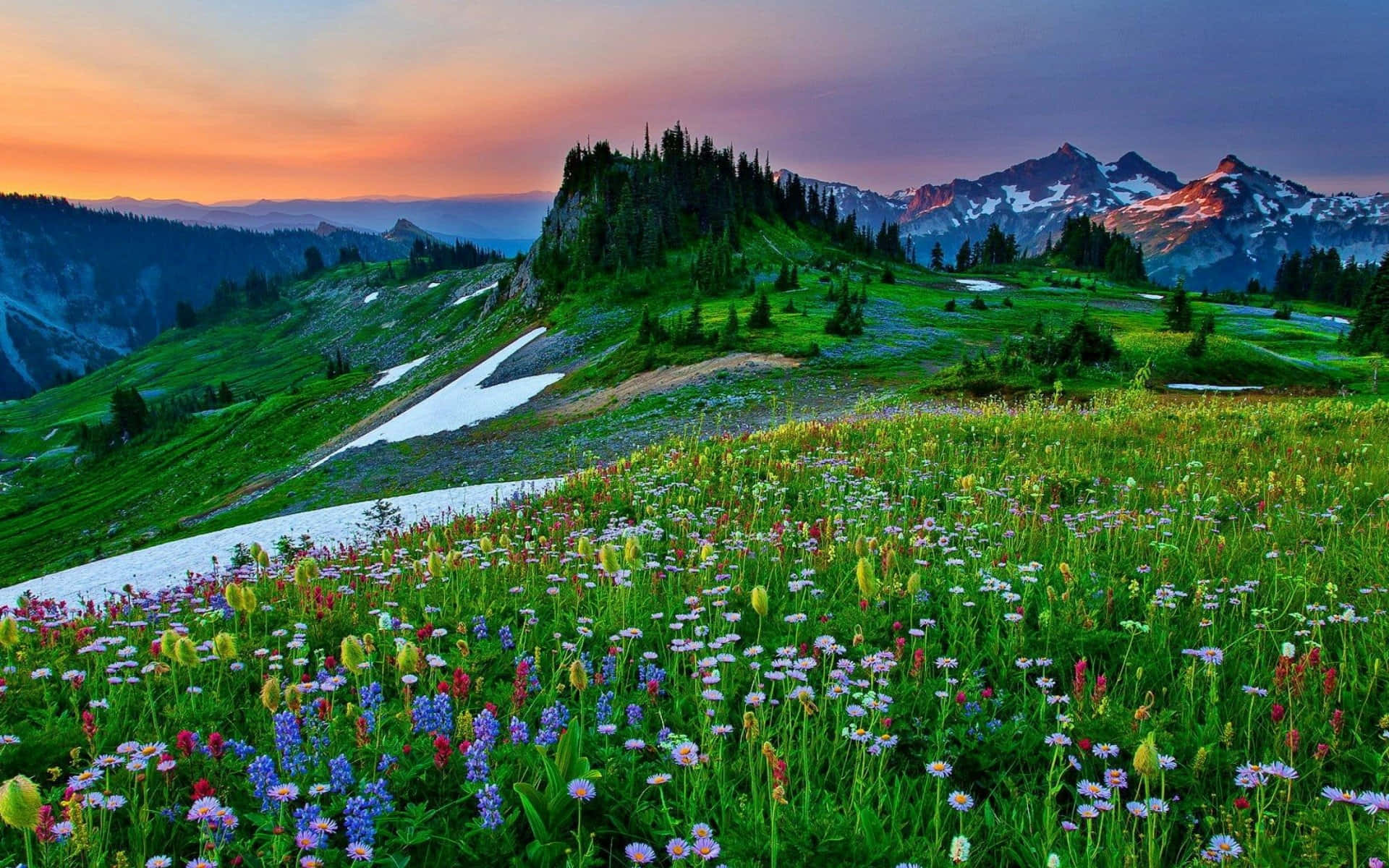 夕陽山野花田 壁紙 — 在色彩繽紛的天空下，一片充滿活力的野花草地在日落時分綻放，伴有雪斑和遠處積雪覆蓋的山峰。