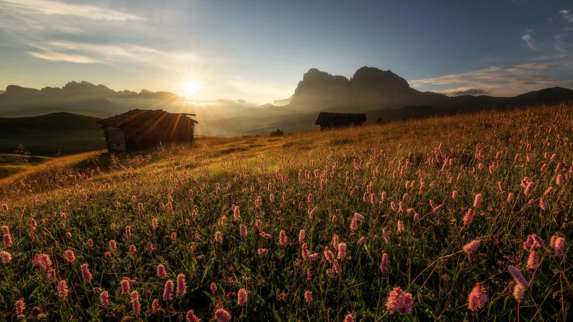 Meadow 桌布 壁紙 — 夕陽灑落在一片粉紅花朵和質樸小屋的田野上，背景是雄偉的山脈。