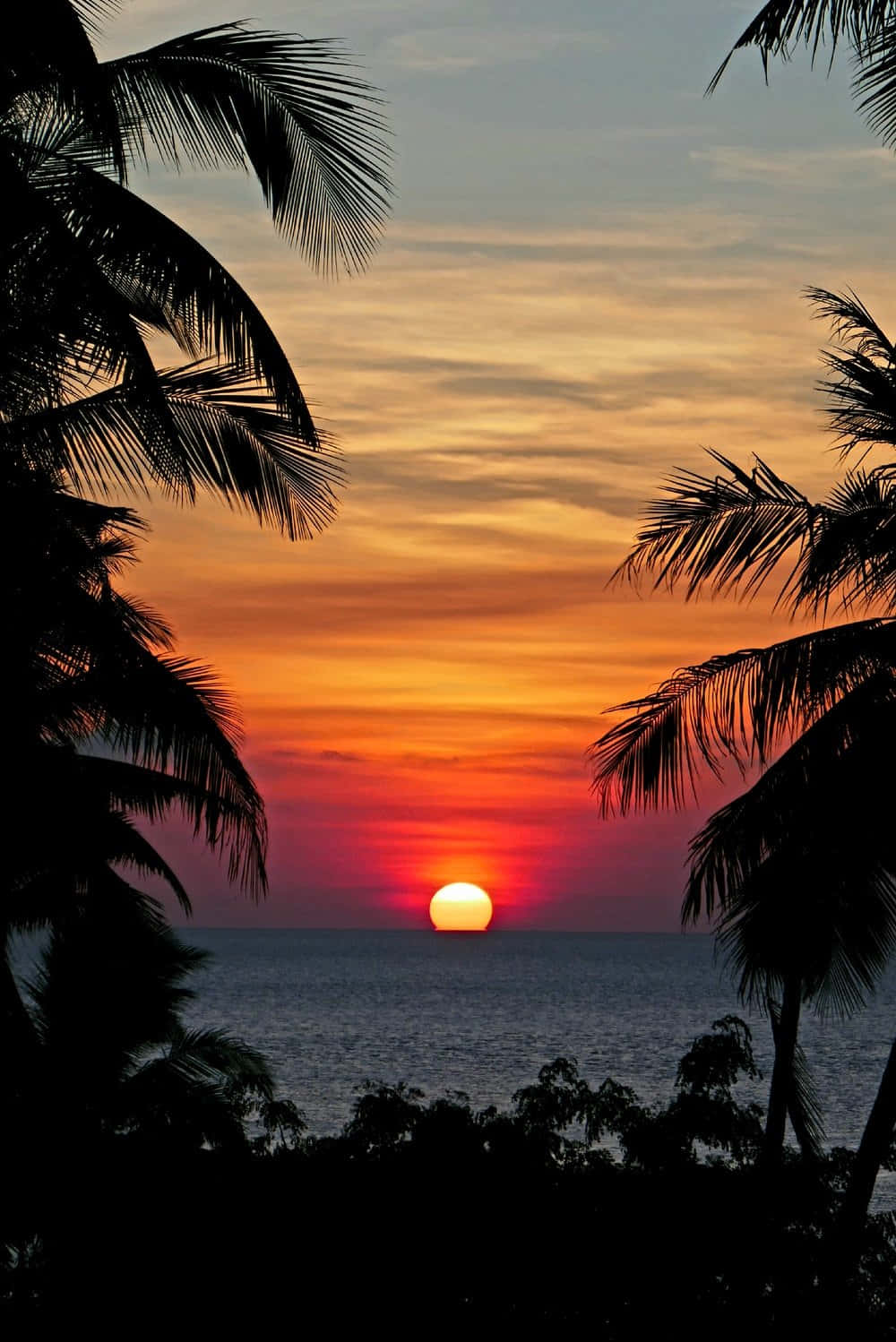 Sunset Photography 桌布 壁紙 — 夕陽燦爛，在海面上閃耀著橙色和紅色，被暗色的棕櫚葉襯托著，在天空中形成剪影。