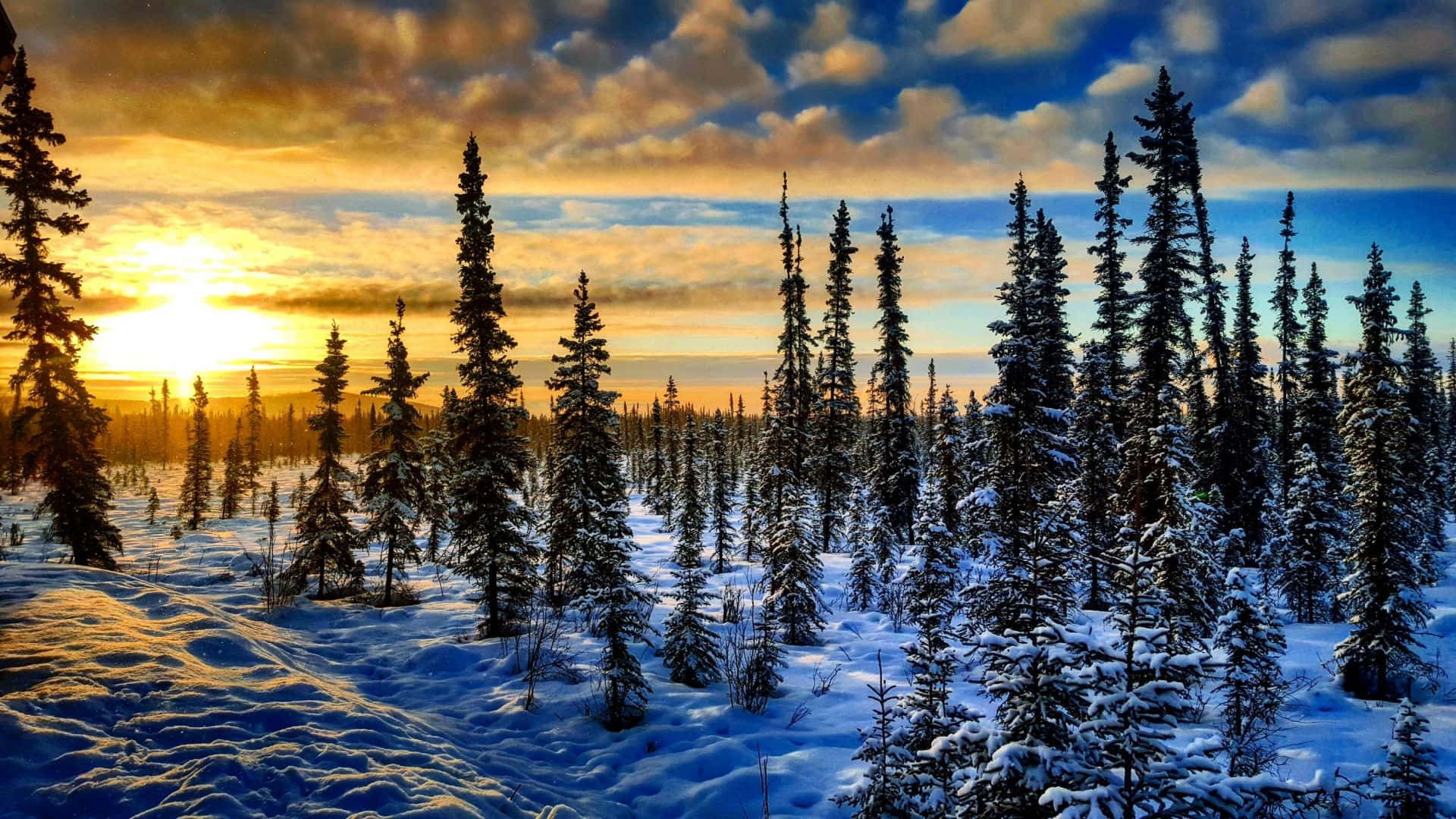 Beautiful Winter 桌布 壁紙 — 夕陽用金色光芒描繪雪覆蓋的凍原，高大的松樹在充滿活力的天空下形成剪影。