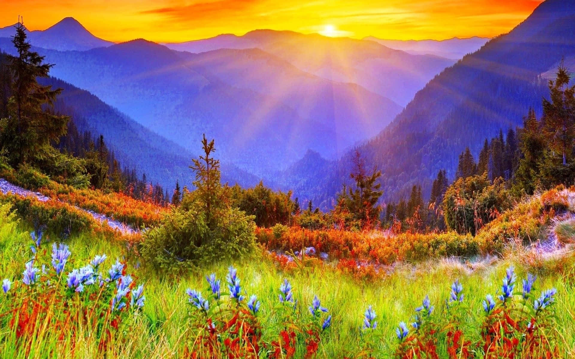 Spring Sunrise 桌布 壁紙 — 夕陽穿透山峰，將金色光芒灑在鮮豔的野花和森林覆蓋的山坡上。