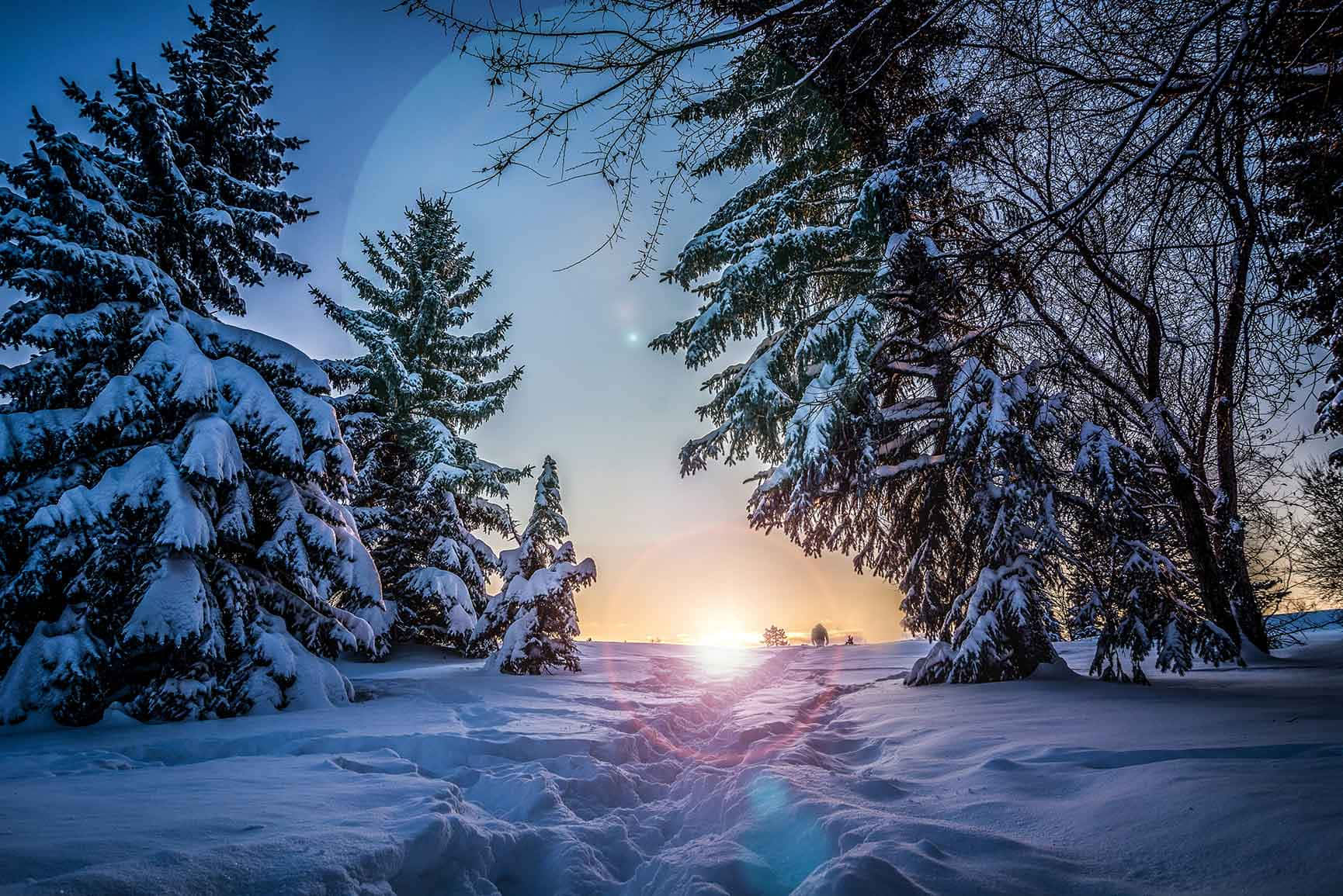 Winter Blues 桌布 壁紙 — 夕陽穿過積雪的松樹閃耀，在純淨的冬日森林地面上投下長長的影子。