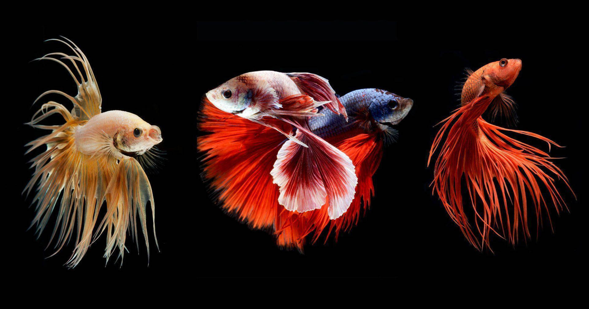 三條色彩繽紛的鬥魚，魚鰭精緻，在黑暗的攝影棚環境中游動。