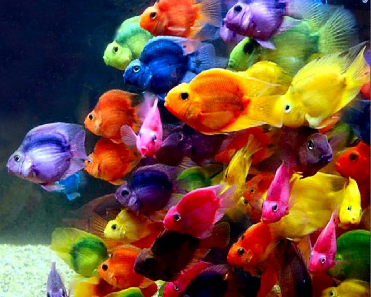 多彩冷酷小魚 壁紙 — 色彩繽紛的慈鯛魚群在熱鬧的水族箱場景中一起游動。