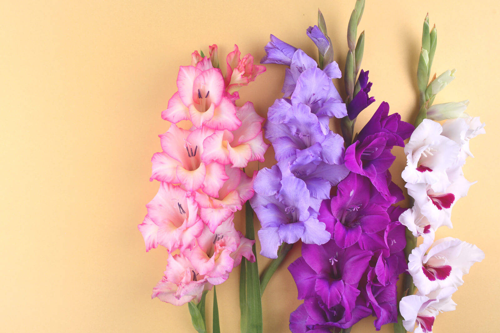 多彩唐菖蒲花 壁紙 — 充滿活力的粉紅色、紫色和白色劍蘭花，在柔和的黃色背景上排列成色彩繽紛的花束。