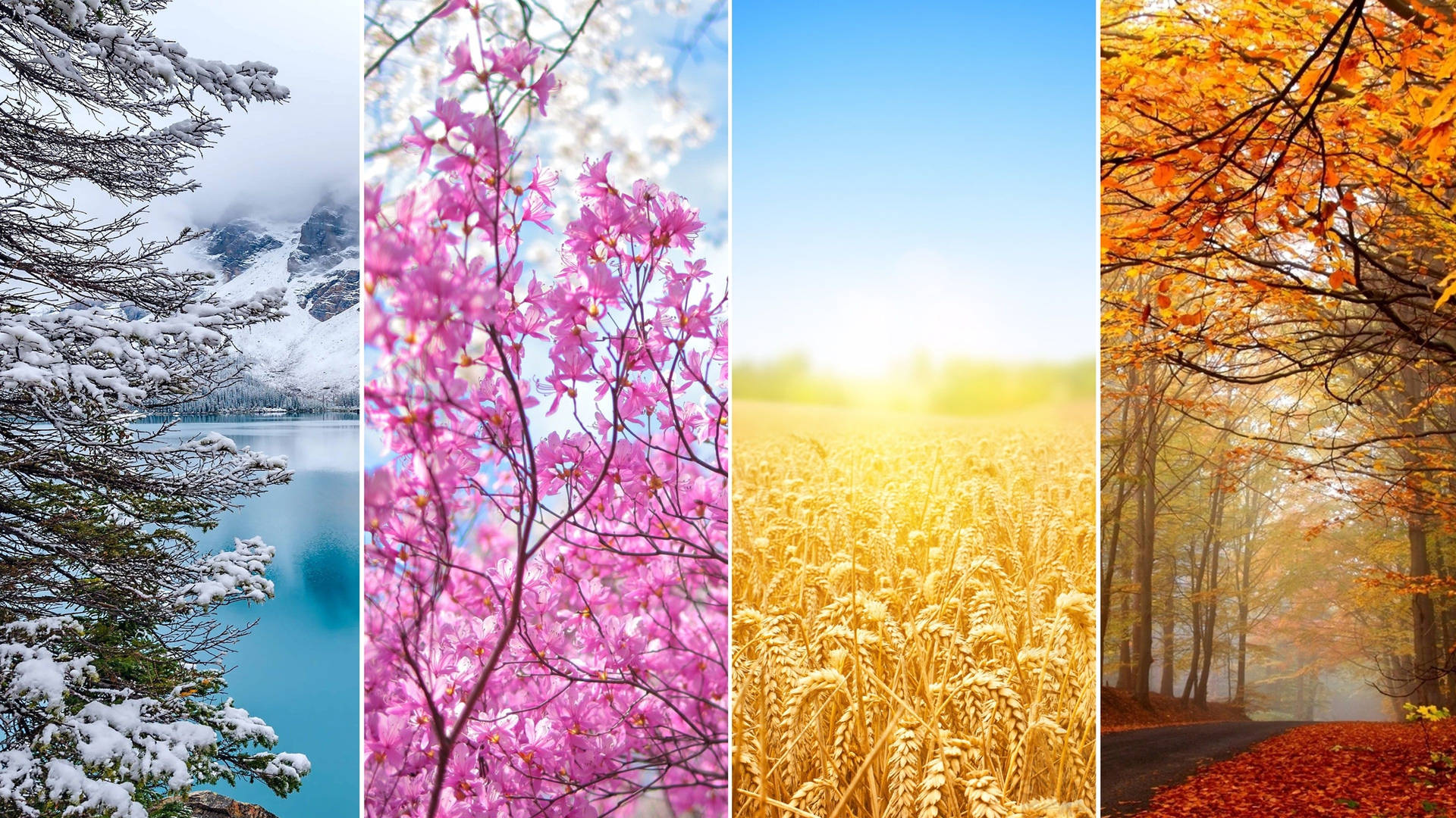 四個季節自然場景：雪山、粉紅花朵、金色麥田和秋季森林小徑。
