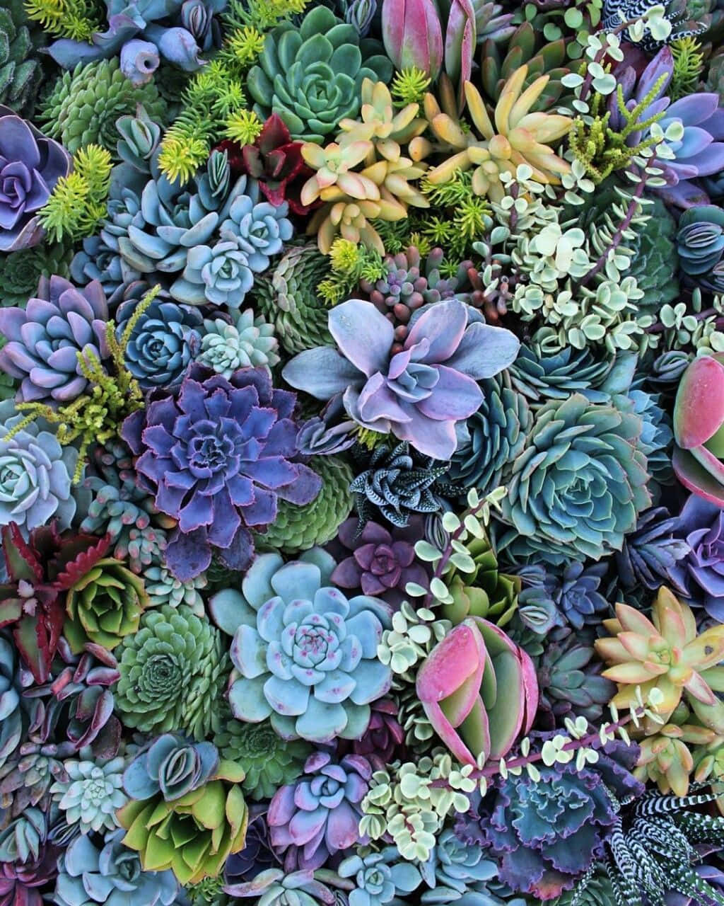 多彩多肉植物花園圖 壁紙 — 一個充滿活力的特寫鏡頭，展示各種紫色、綠色、藍色和粉紅色調的多肉植物，密集地排列在生動的牆上。