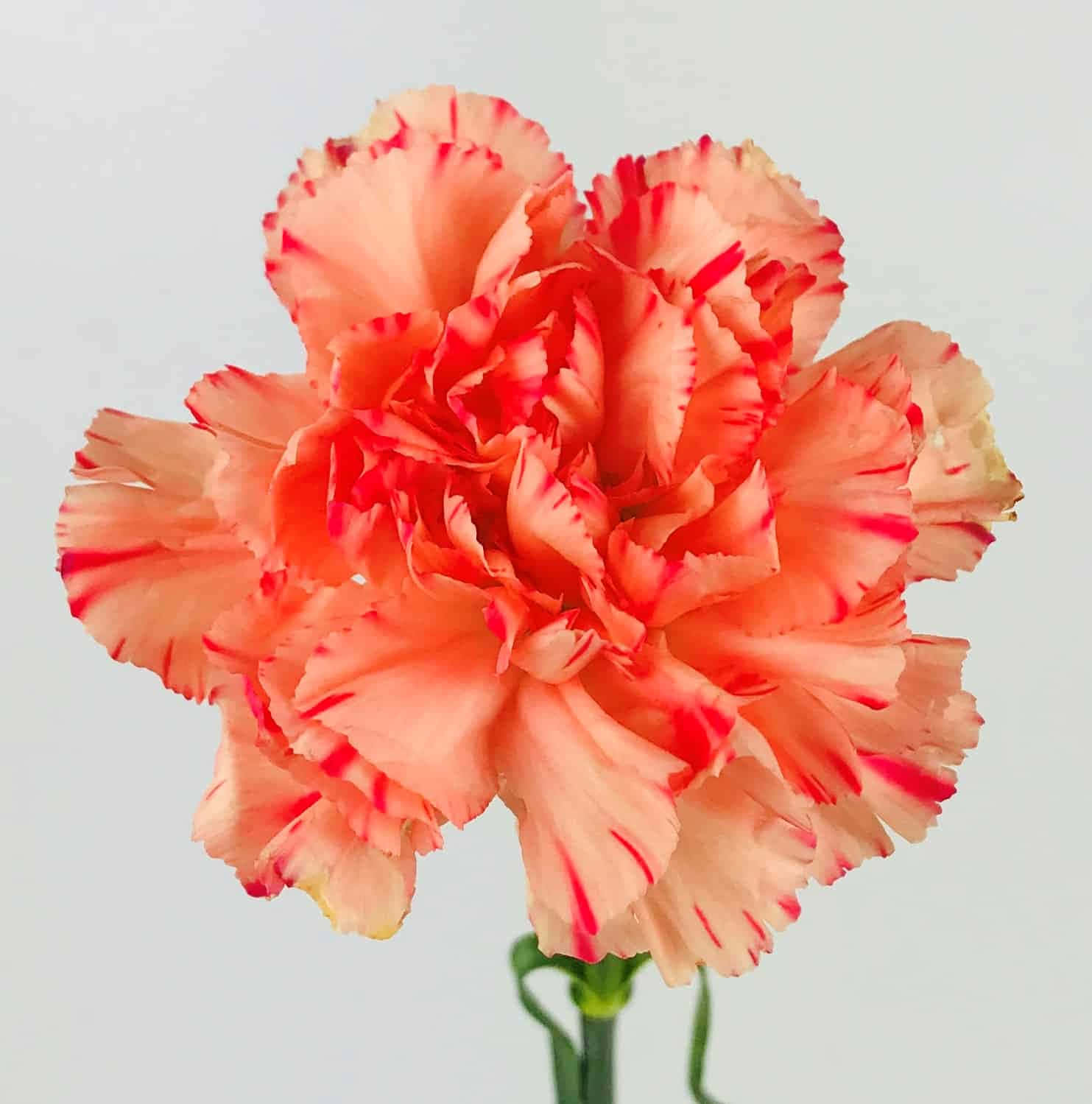 多彩康乃馨花束 壁紙 — 一朵充滿活力的珊瑚色康乃馨，帶有精緻的紅色邊緣花瓣，在柔和的純色背景上盛開。