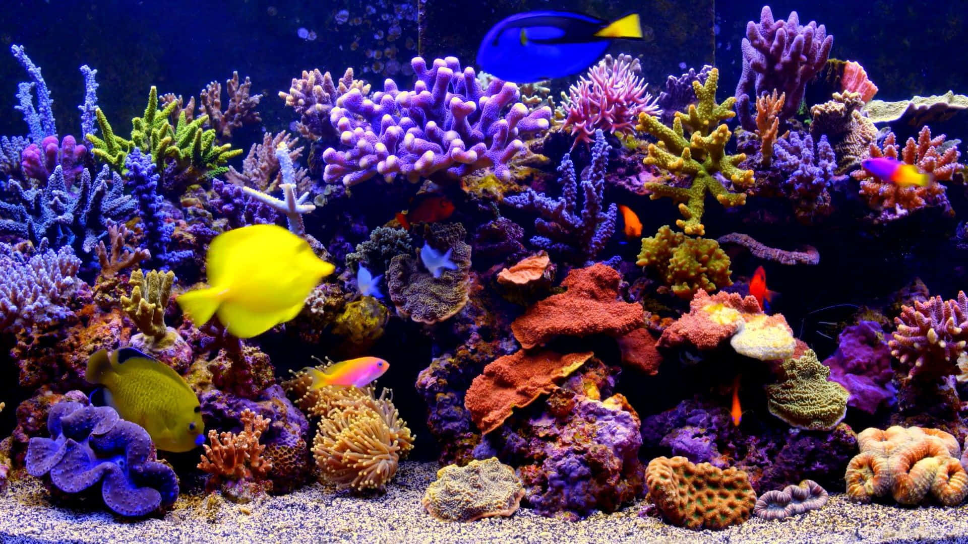 多彩珊瑚礁魚缸背景 壁紙 — 充滿活力的珊瑚礁，色彩繽紛的魚群在紫色、綠色和橙色的珊瑚之間游動，在藍色海水下。
