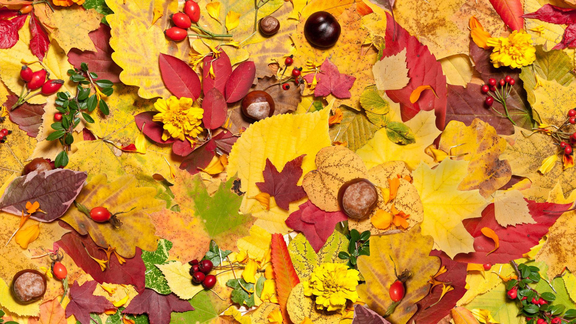 秋葉平鋪圖，有黃色、紅色和橙色的樹葉和紅色漿果。